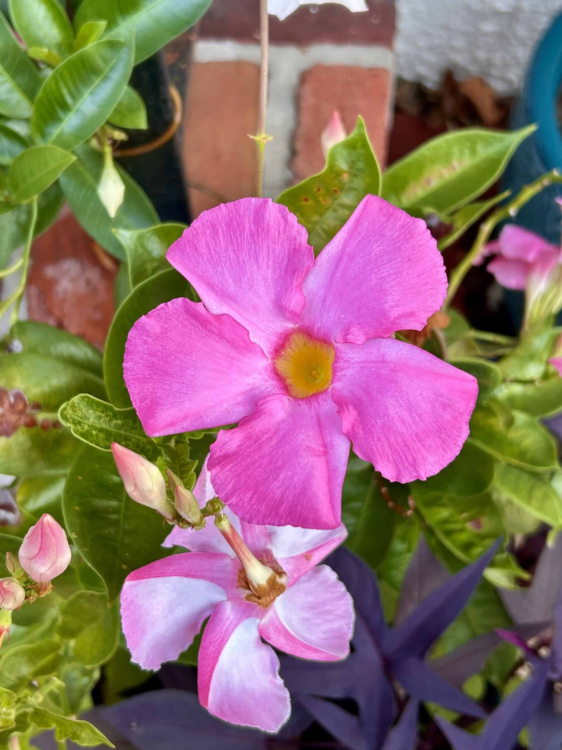 pink flower.