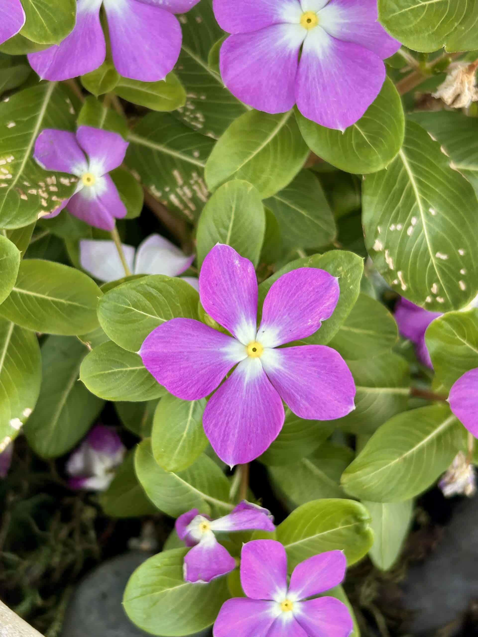 pink flower.