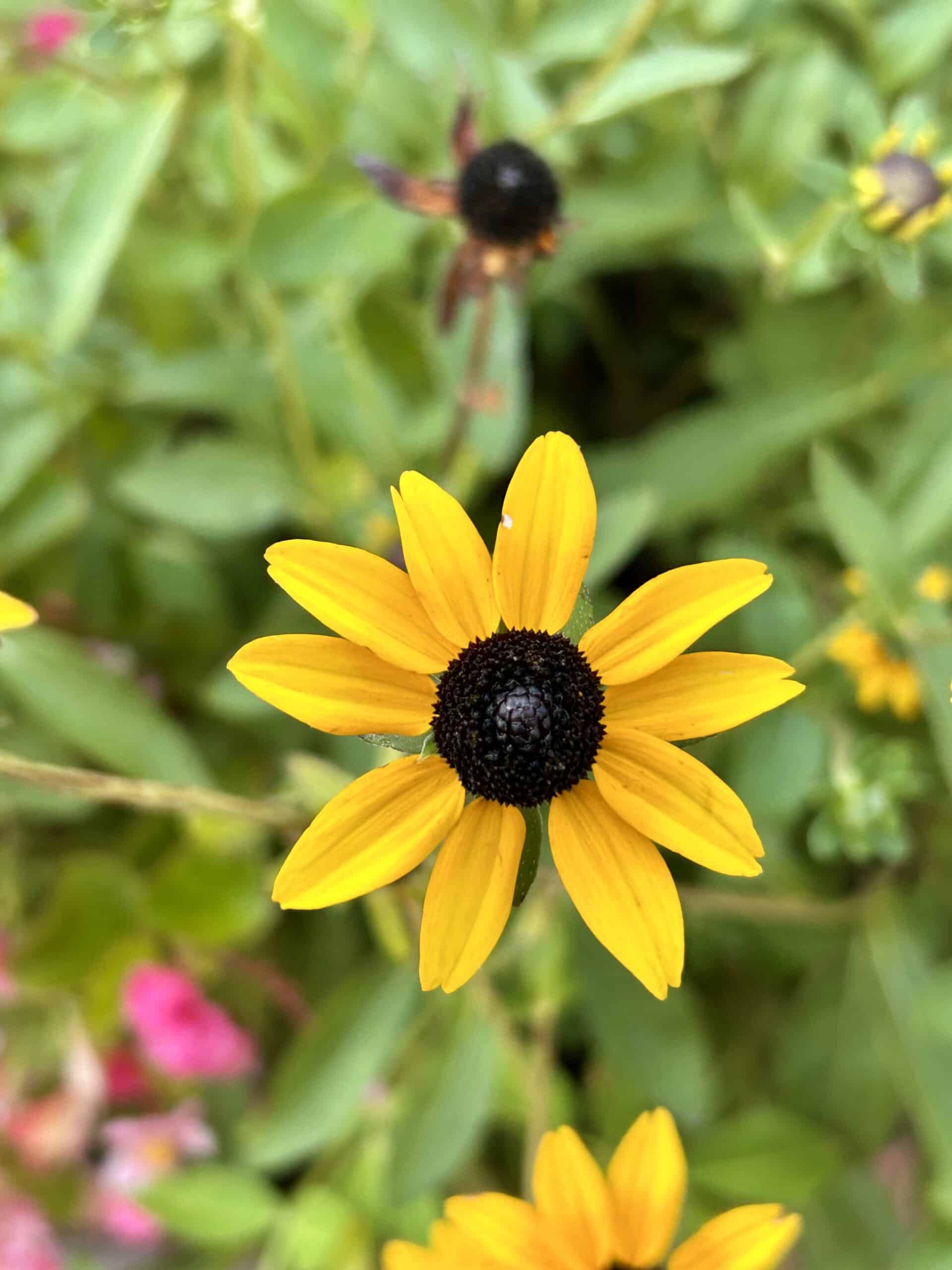 black eyed susan flower.