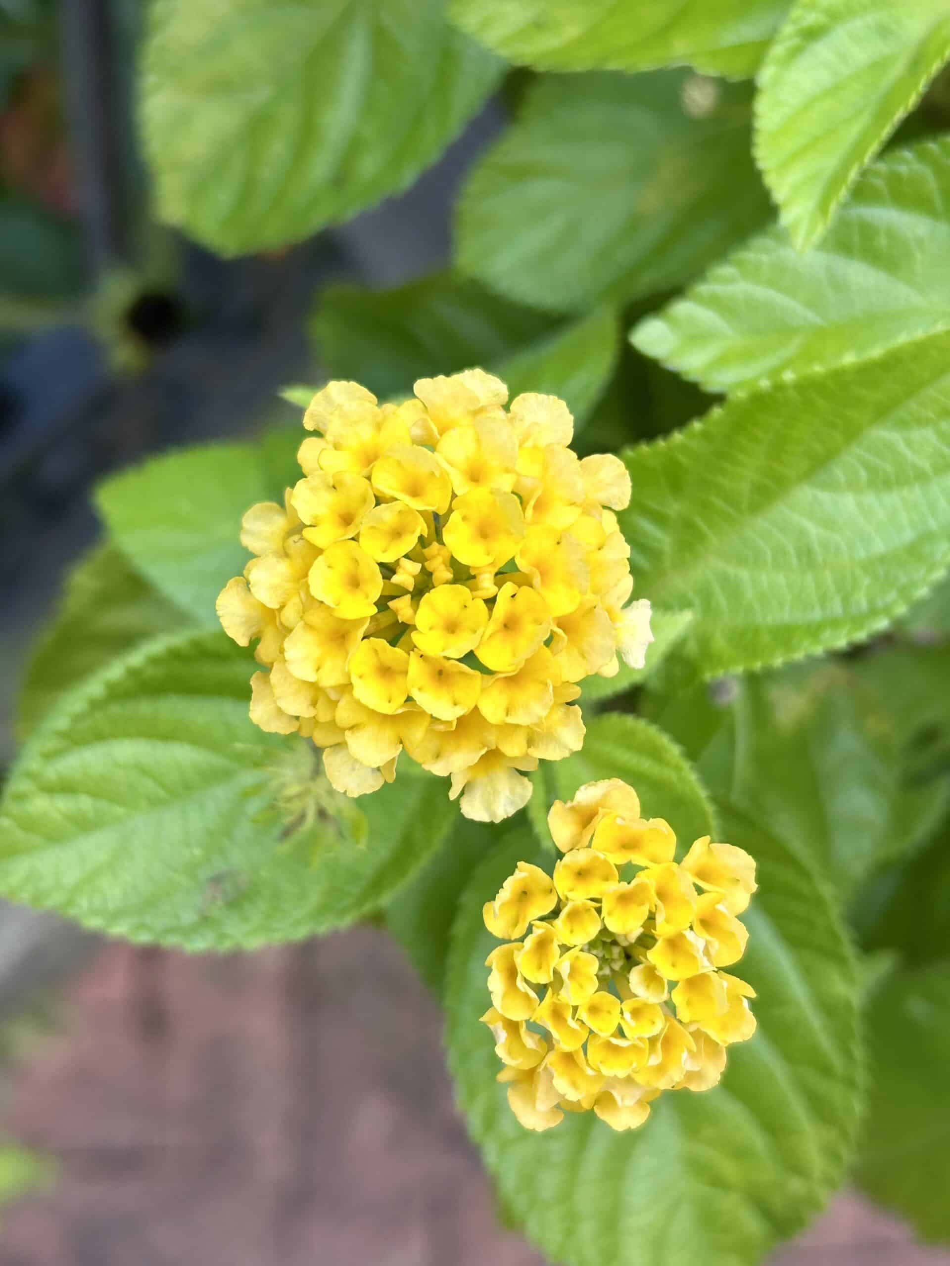 small yellow flowers.