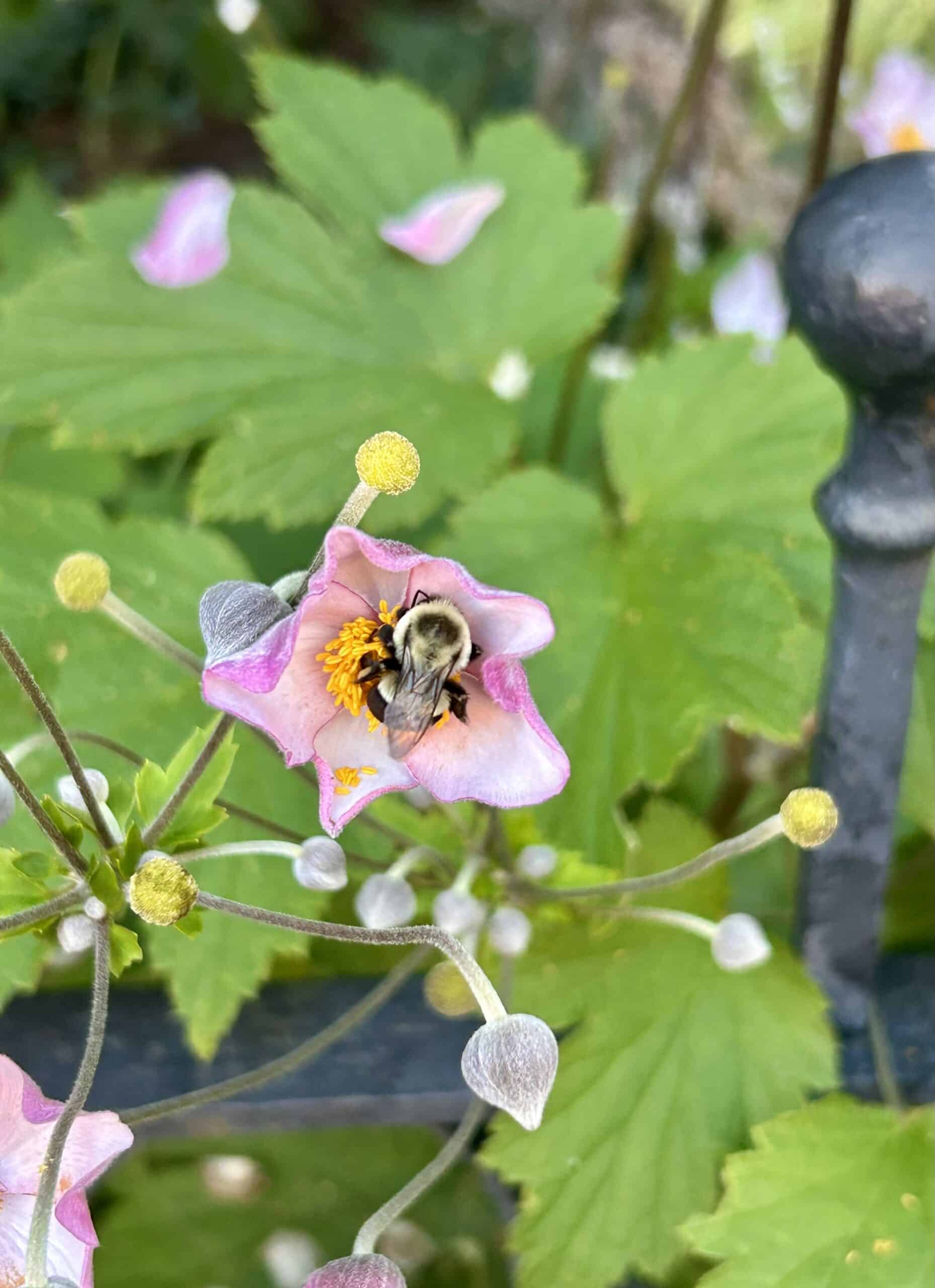 bee in a flower.