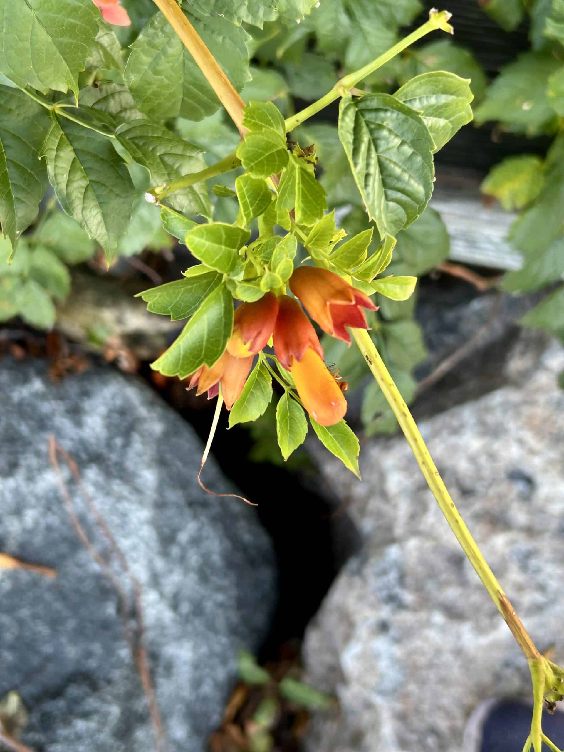 orange flowers.