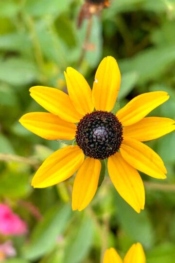 black eye susan.