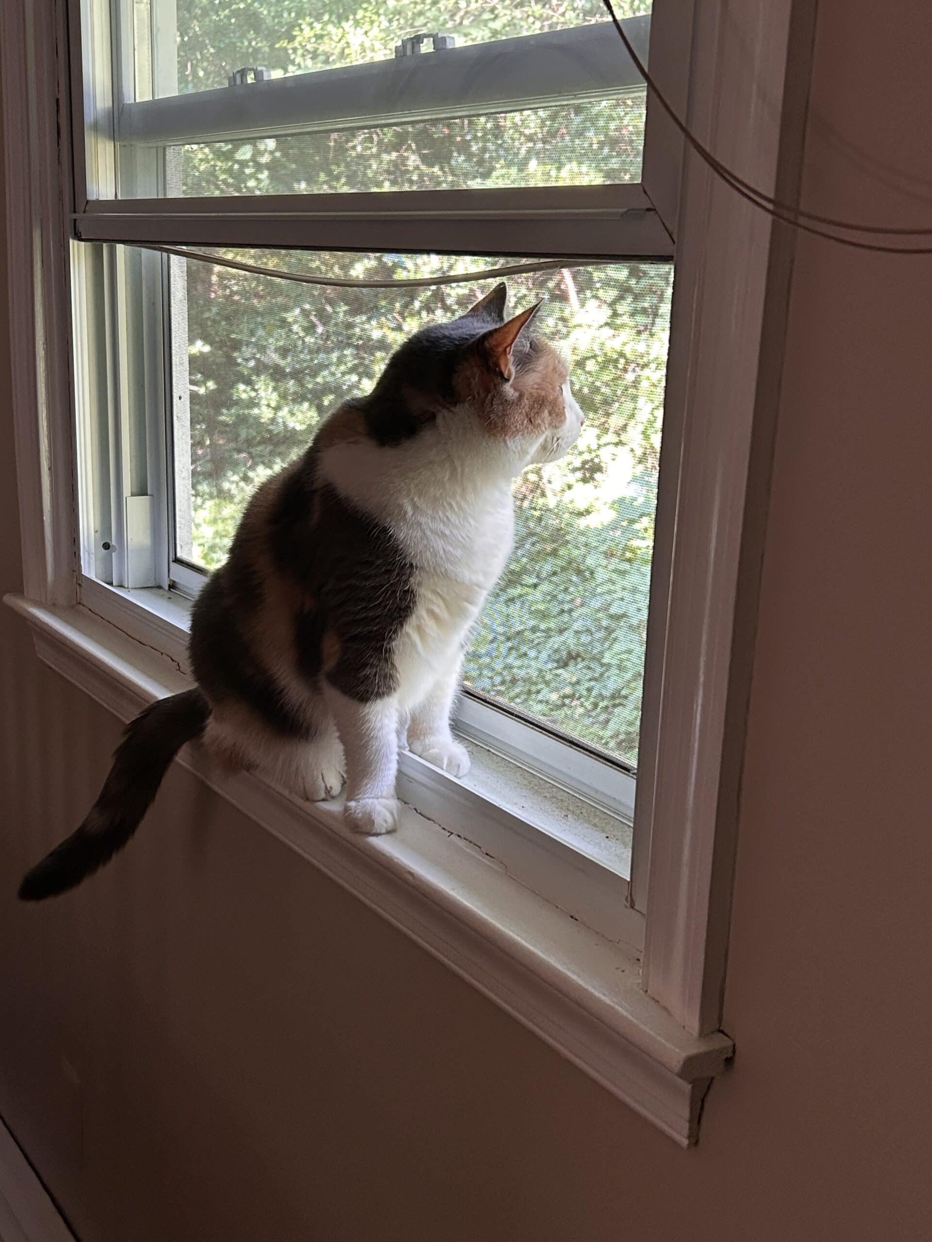 cat sitting in window.