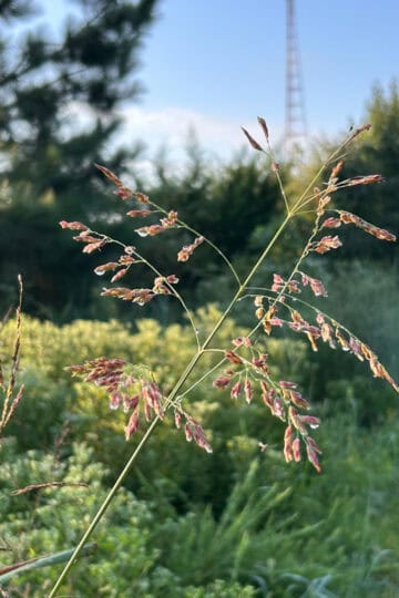 grass in morning sun.