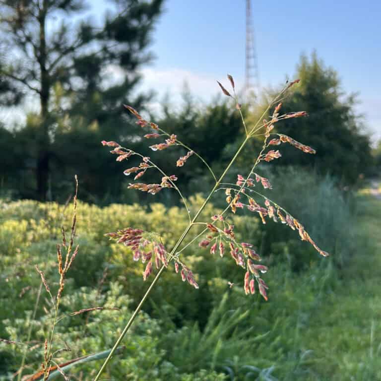 grass in morning sun.