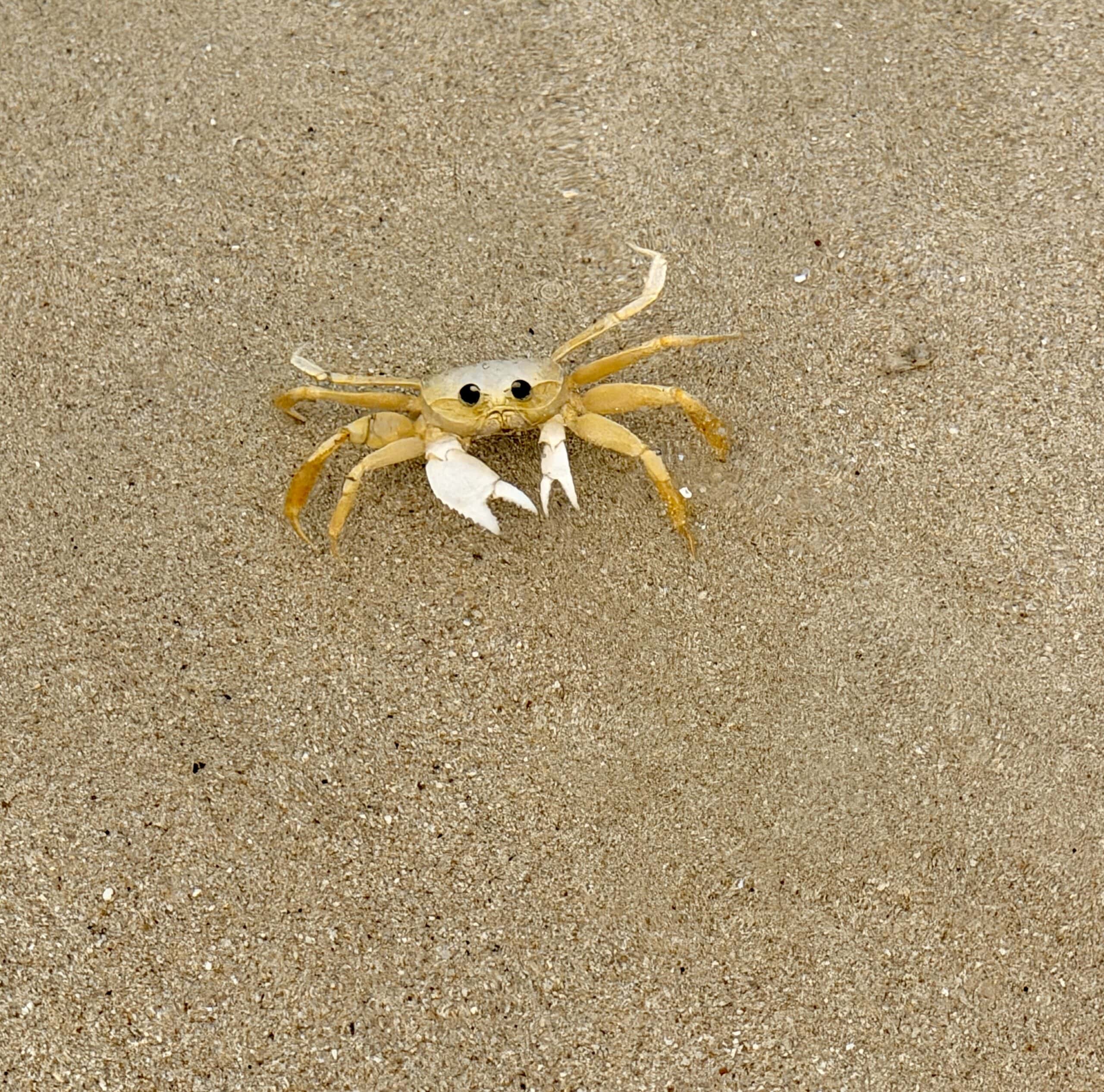 tiny crab.