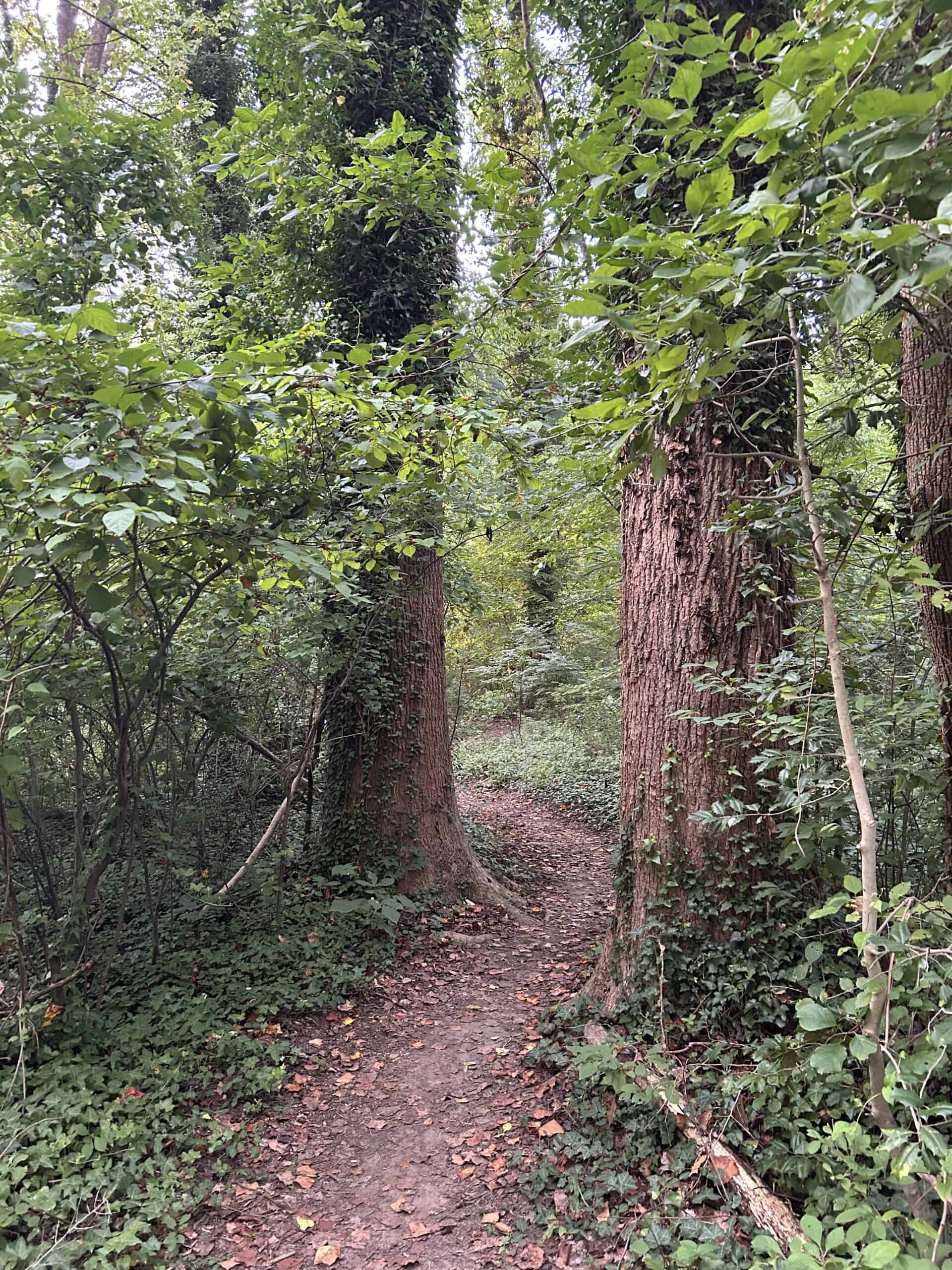 path in the woods.