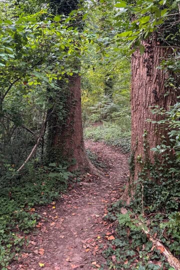 path in the woods.