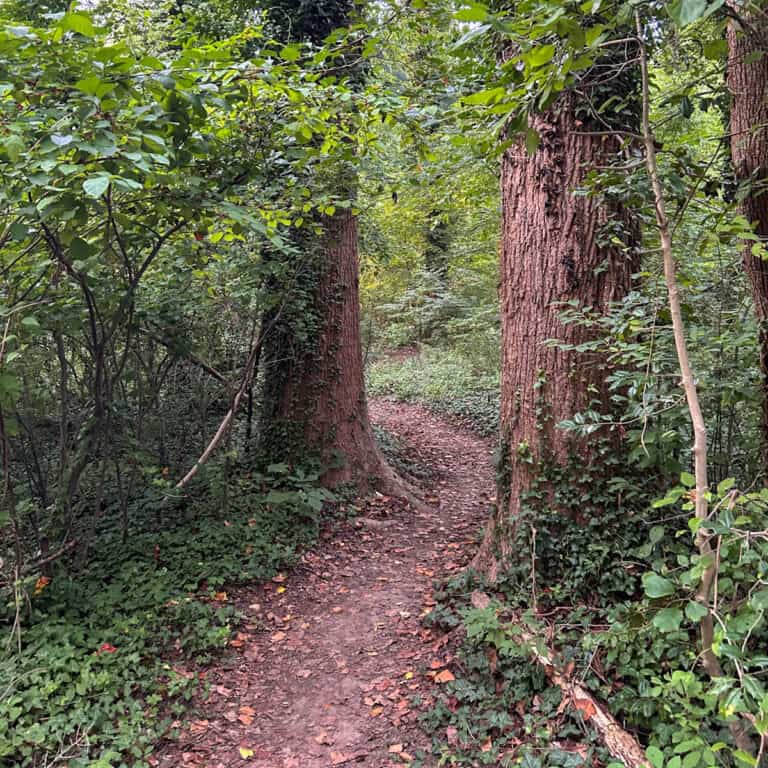 path in the woods.