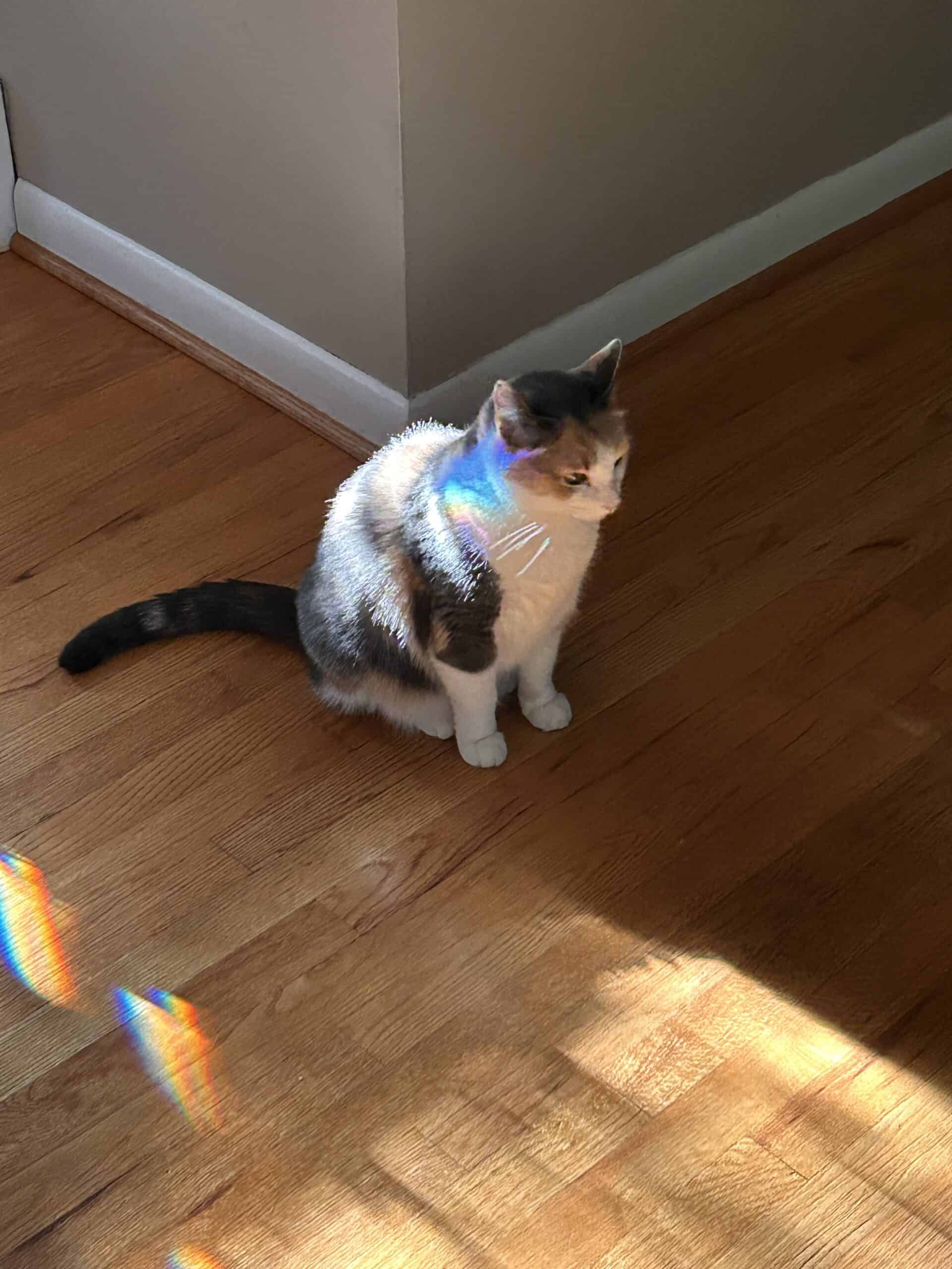 cat in sunlight.