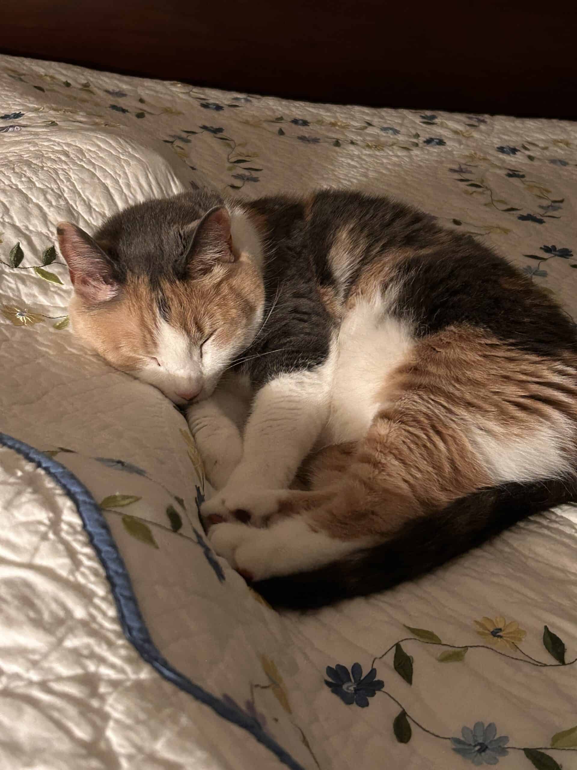 cat sleeping on quilt.
