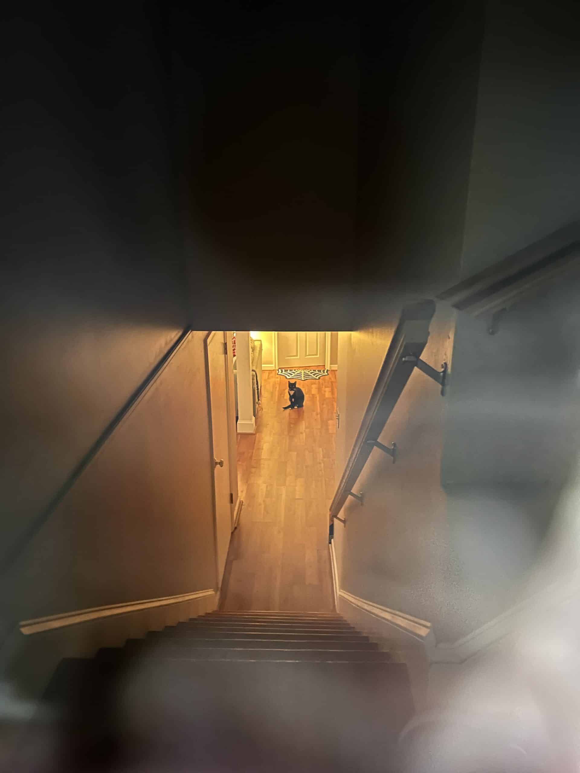 cat looking up the stairs.
