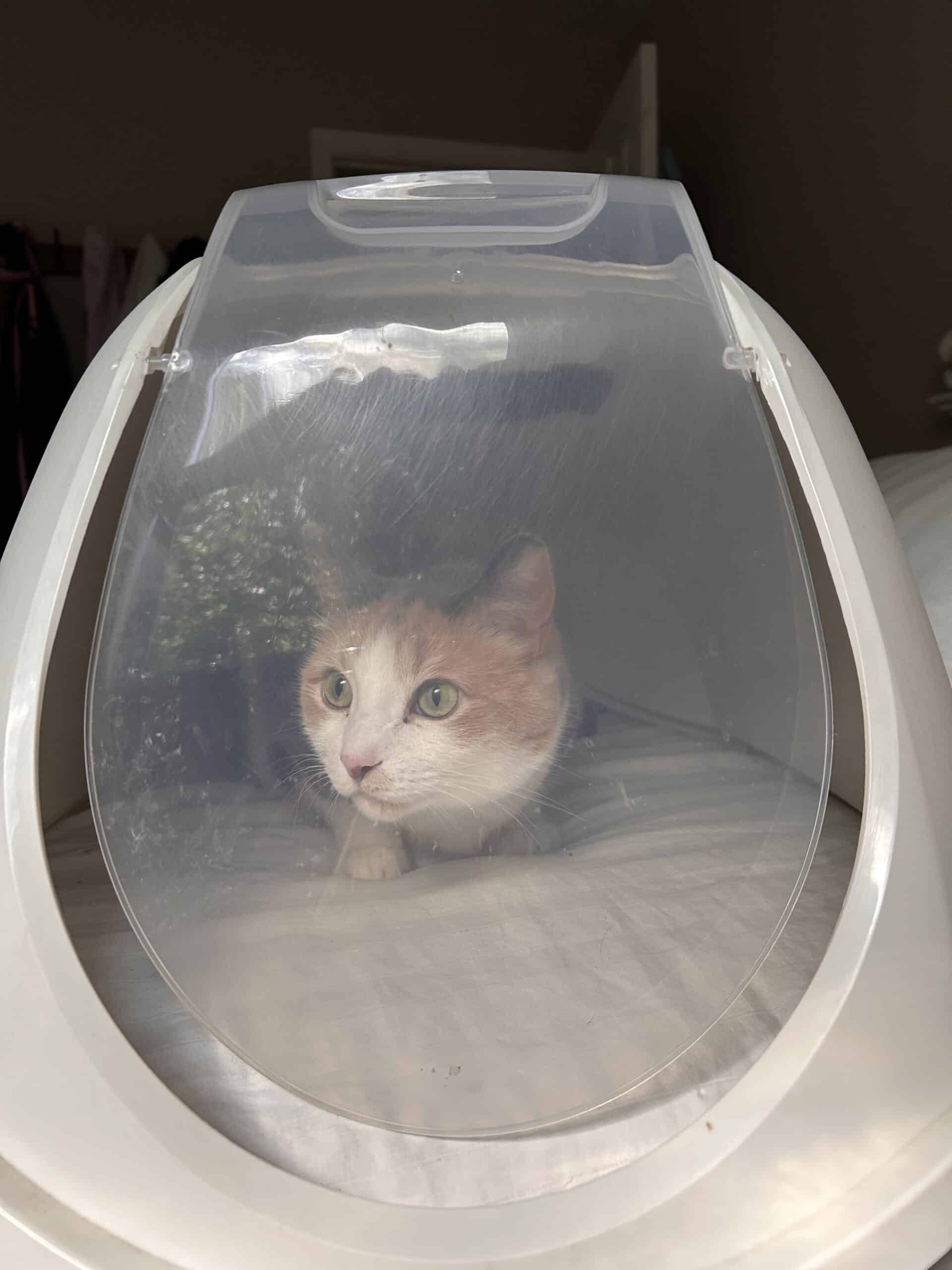 cat in litter box top.