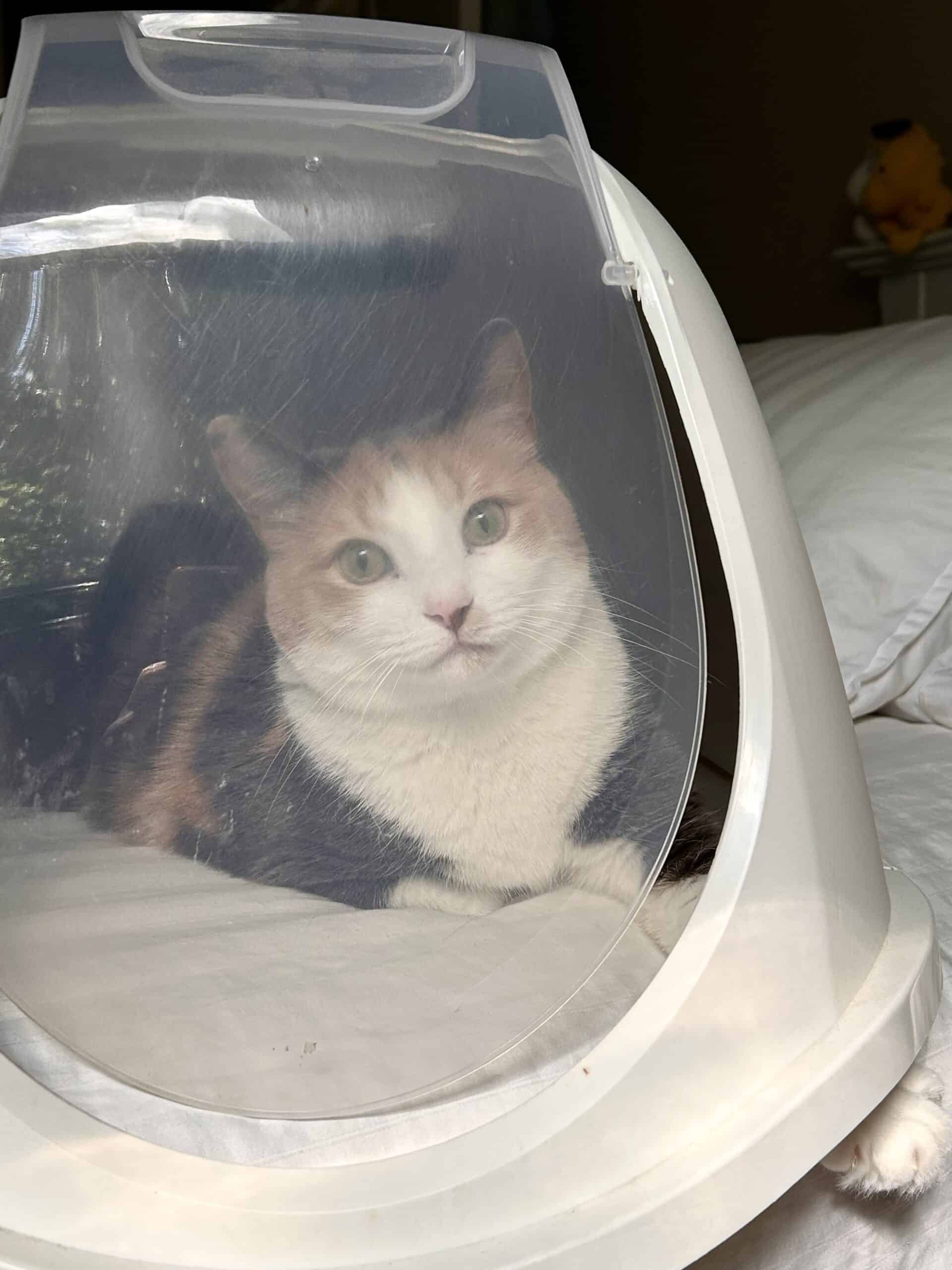 cat in litter box top.