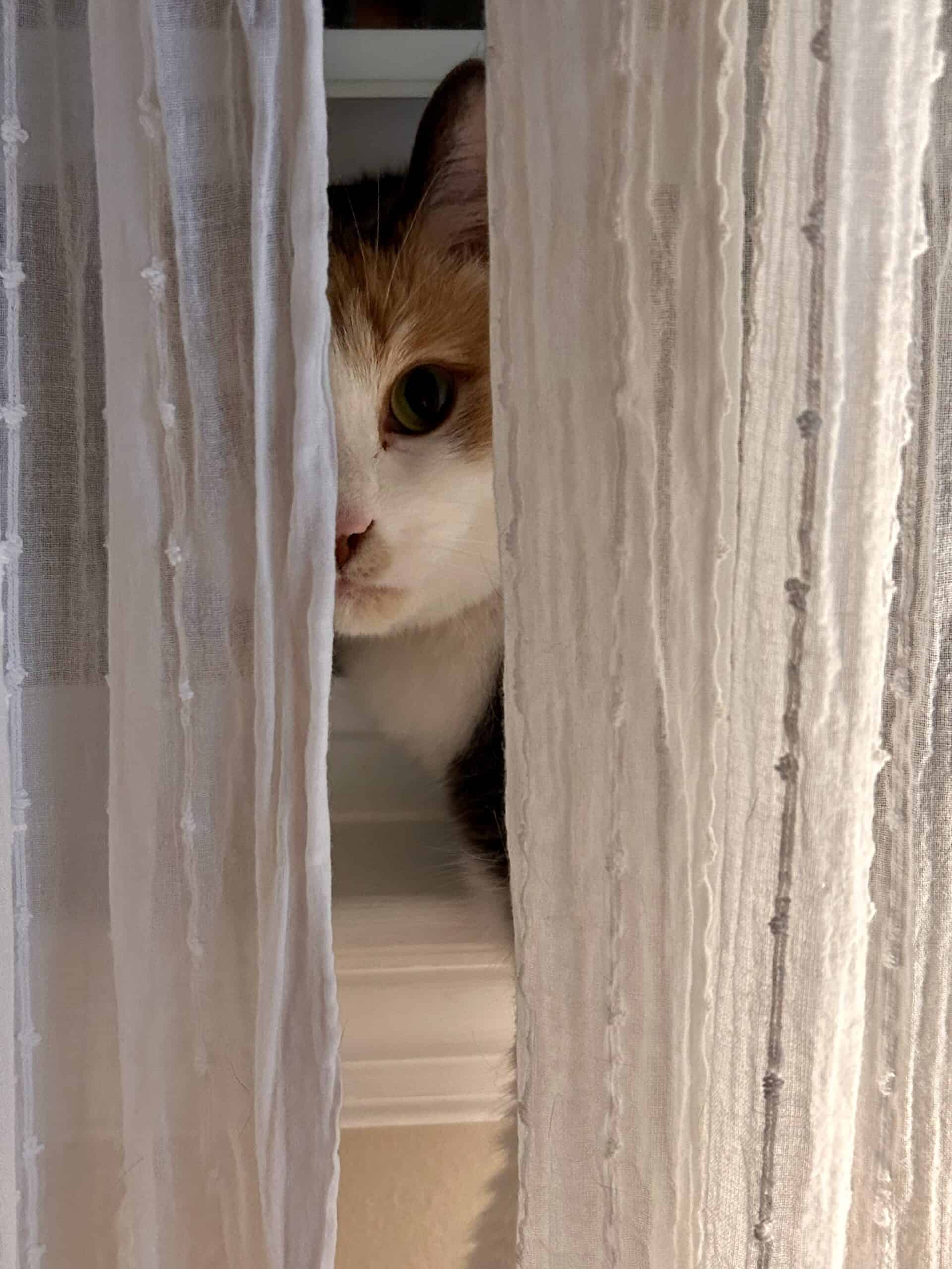 cat peeking through curtains.