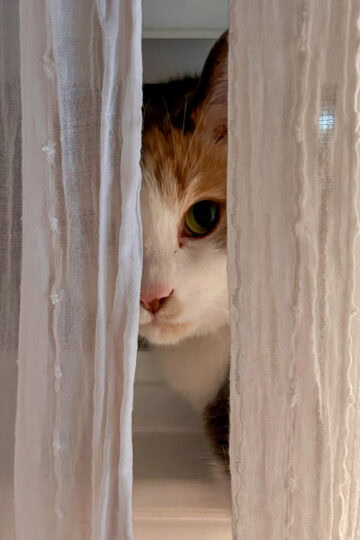 cat peeking through curtains.