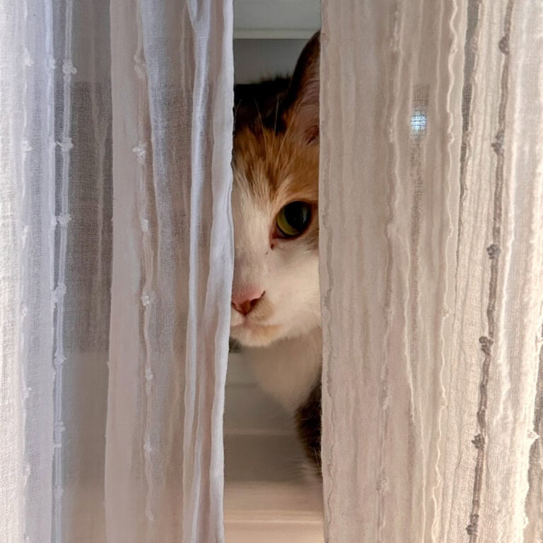cat peeking through curtains.