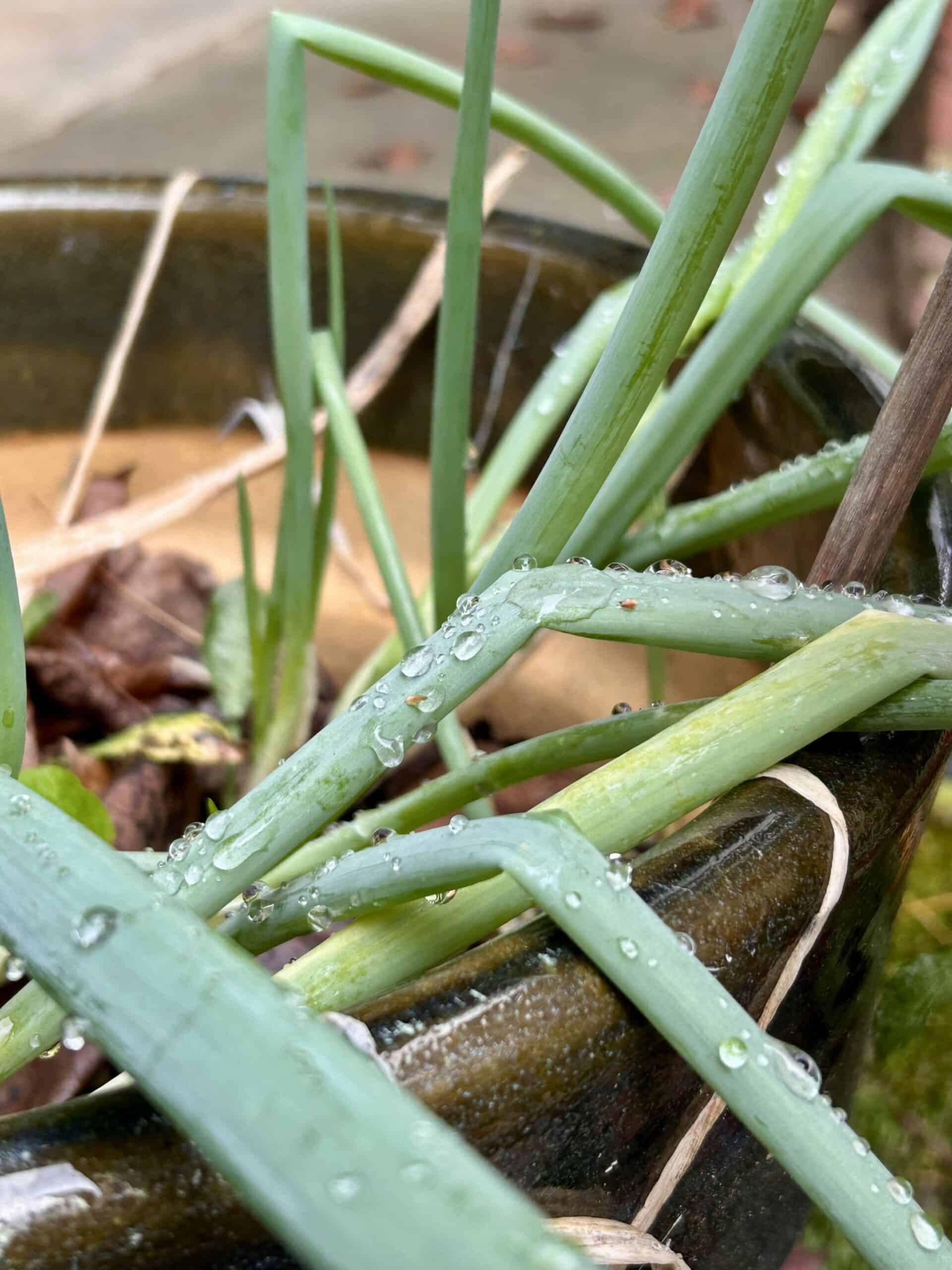 rain on a green onion plant.