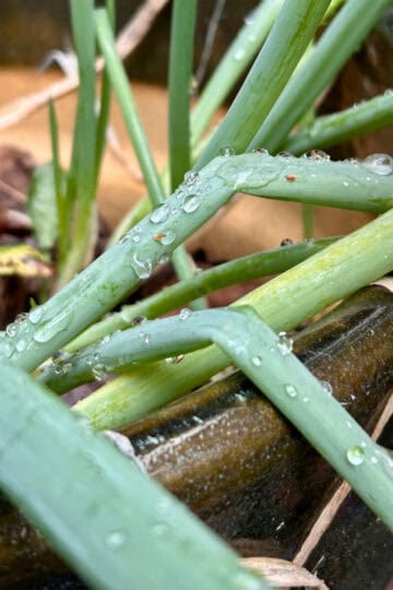 green onions.