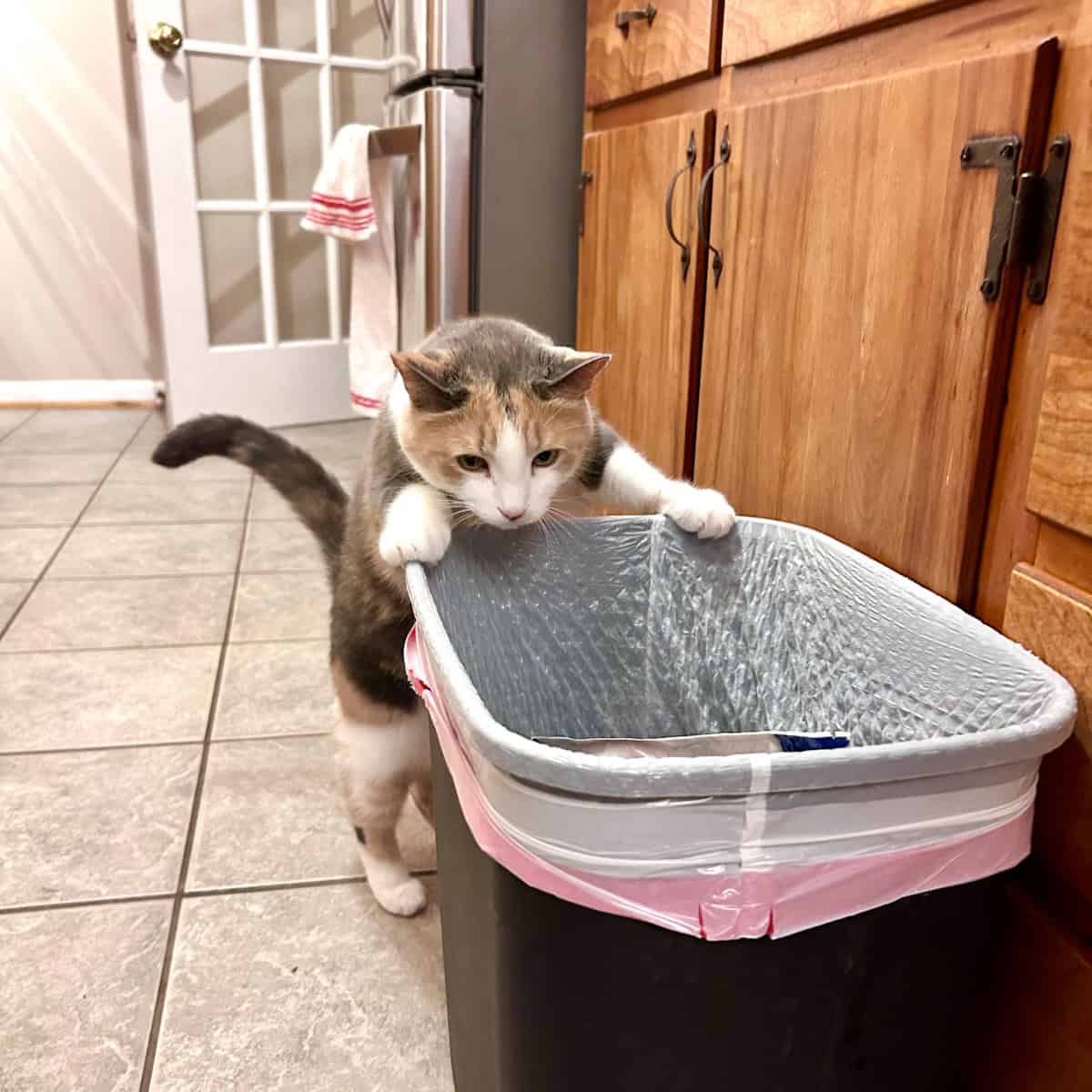 cat looking in trash can.