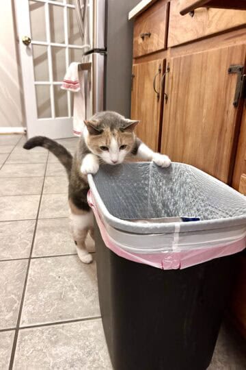 cat looking in trash can.