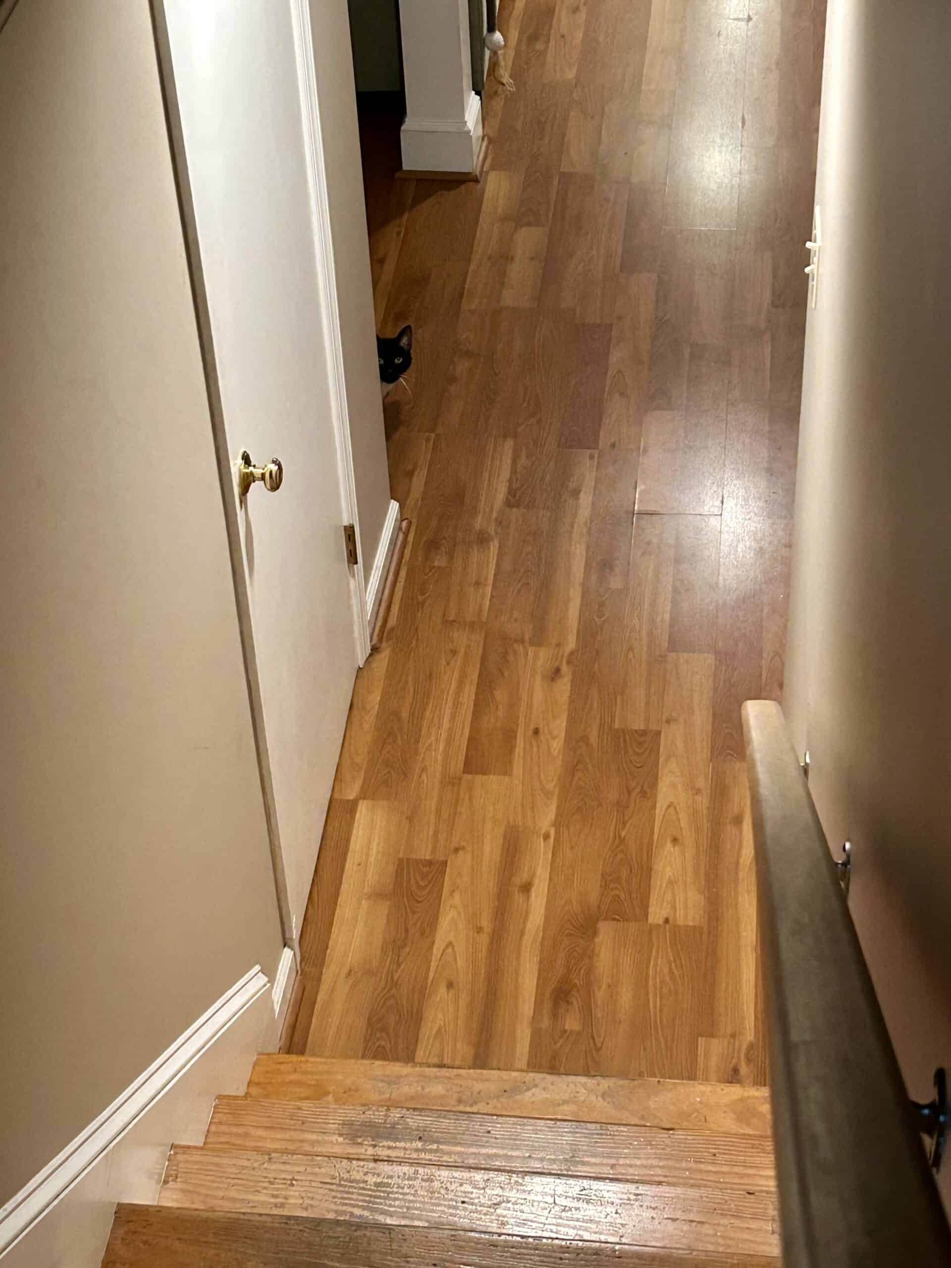 black cat peeking around a corner.