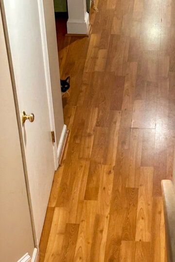 black cat peeking around a corner.