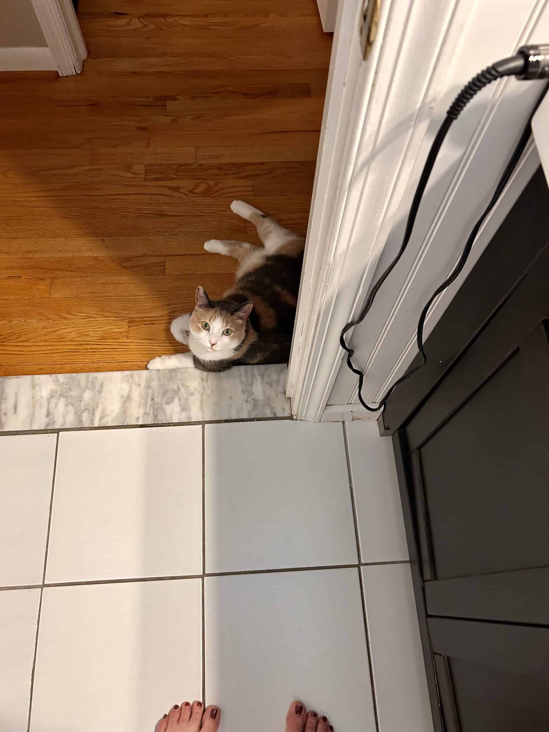 cat at bathroom door.
