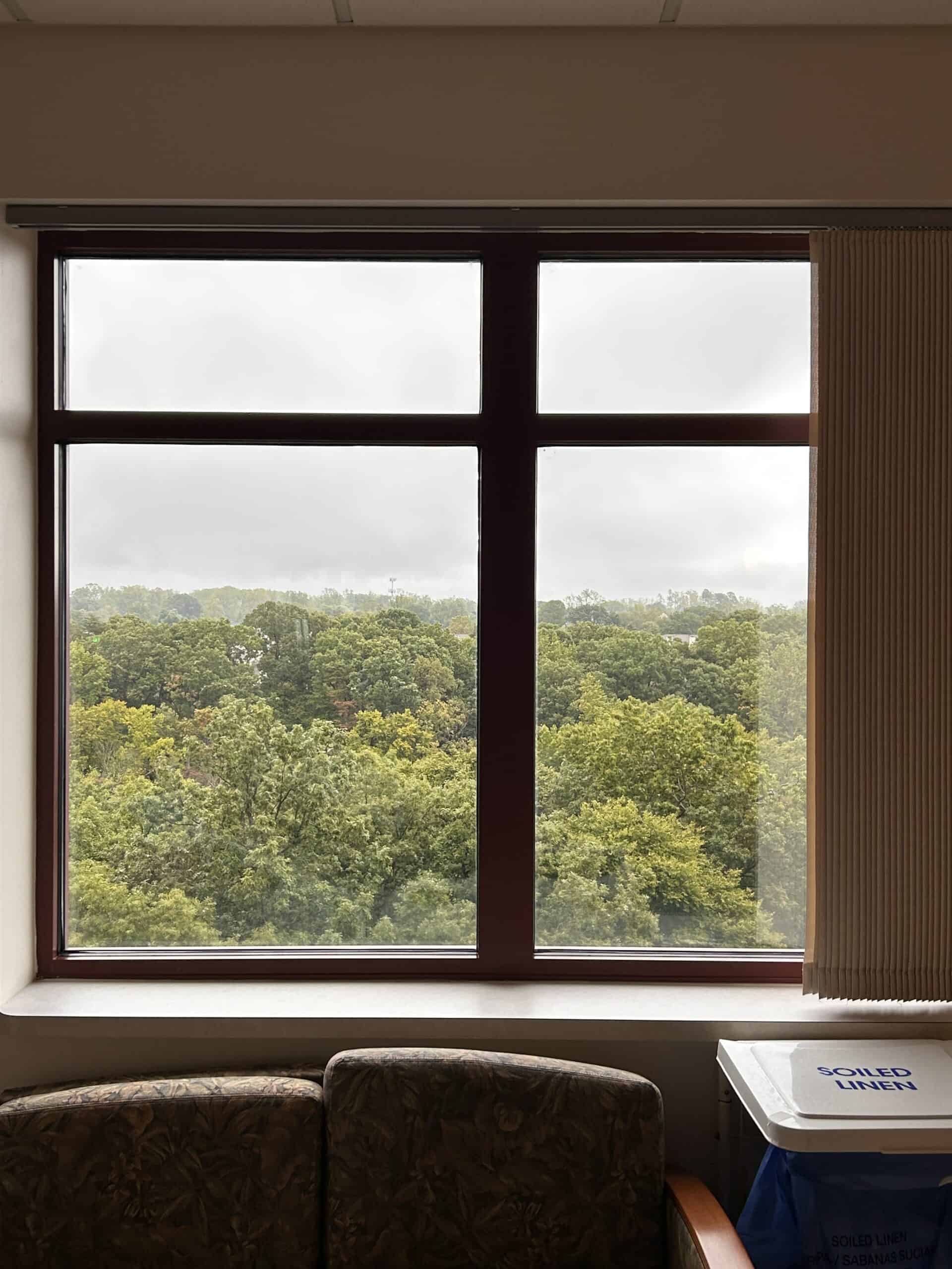 trees through a window.