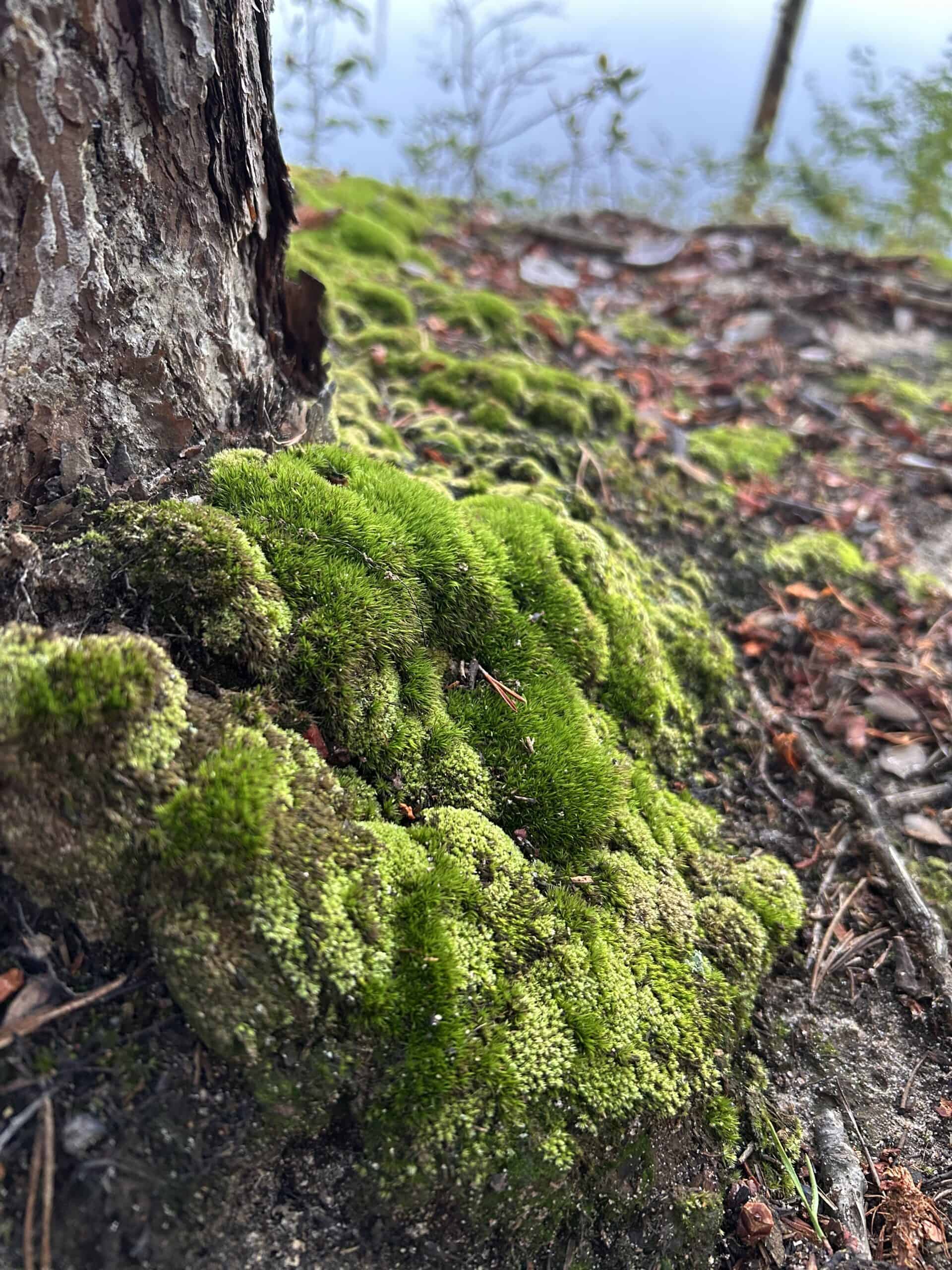 moss by a riverside.
