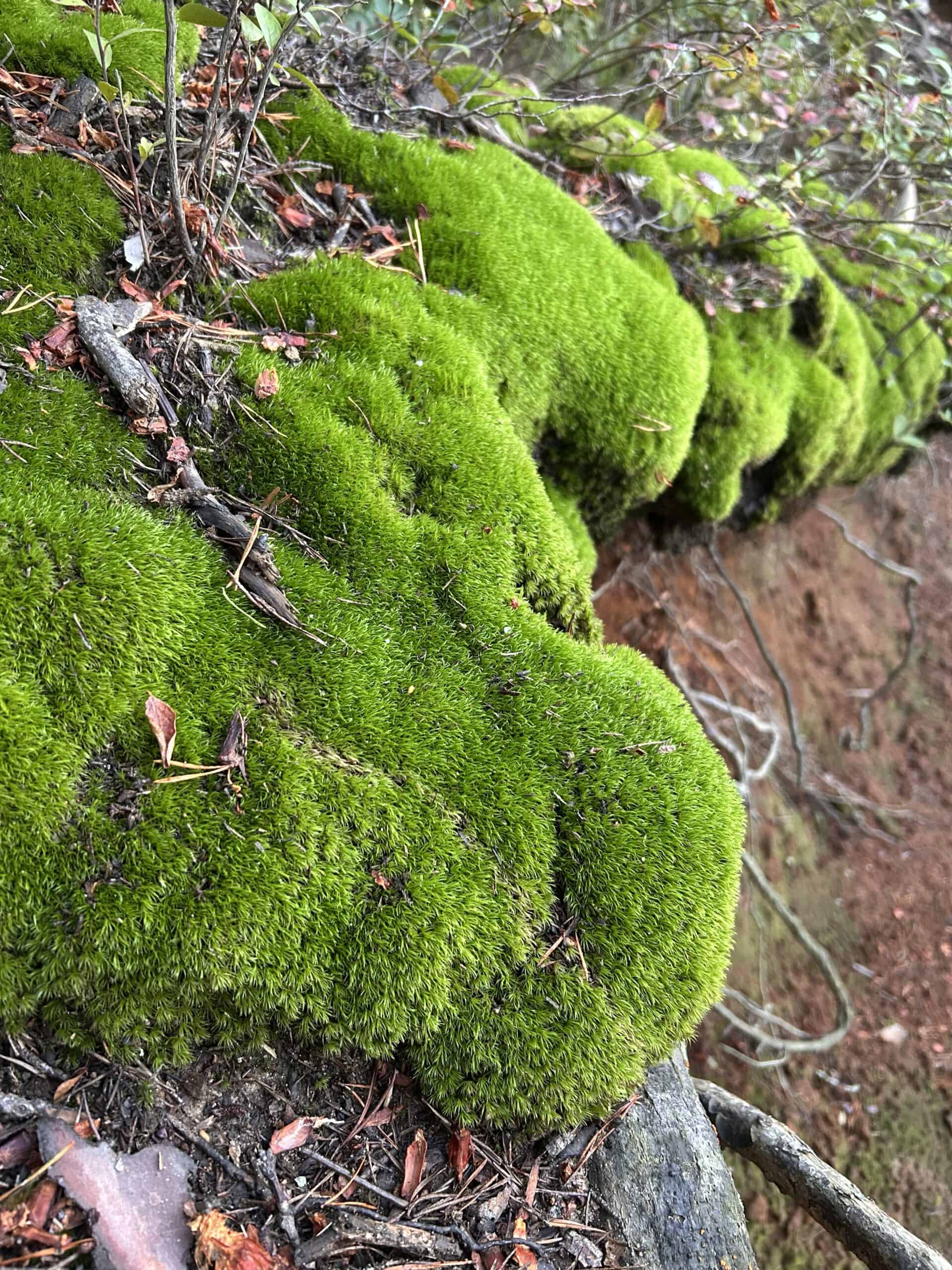 moss by a riverside.