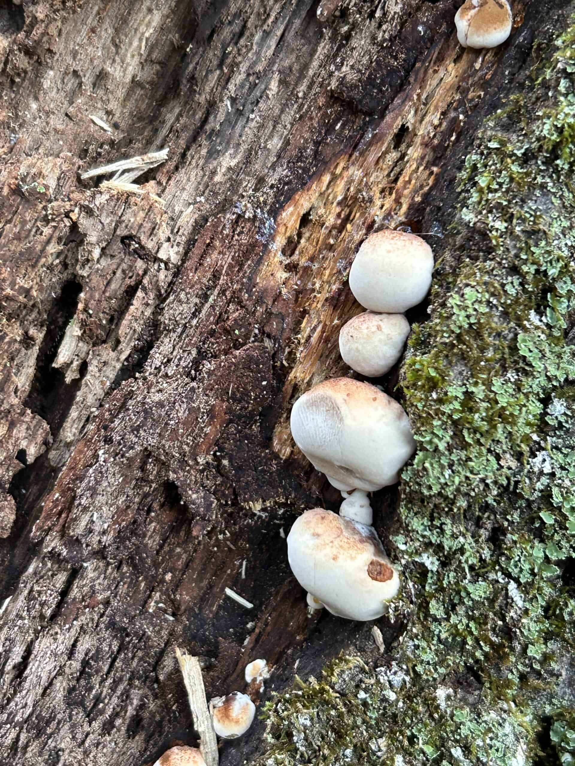 tiny mushrooms.