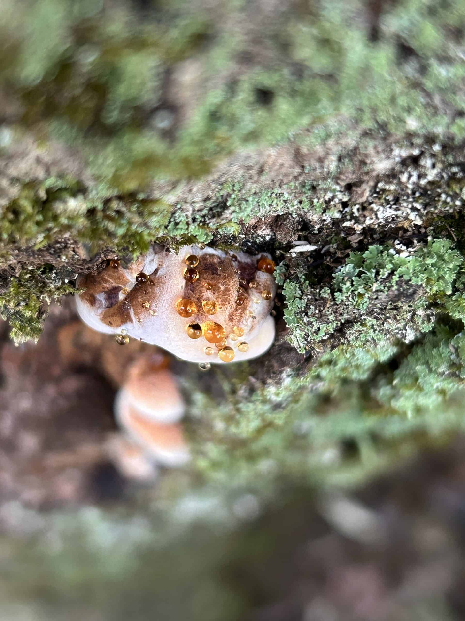 tiny mushrooms.