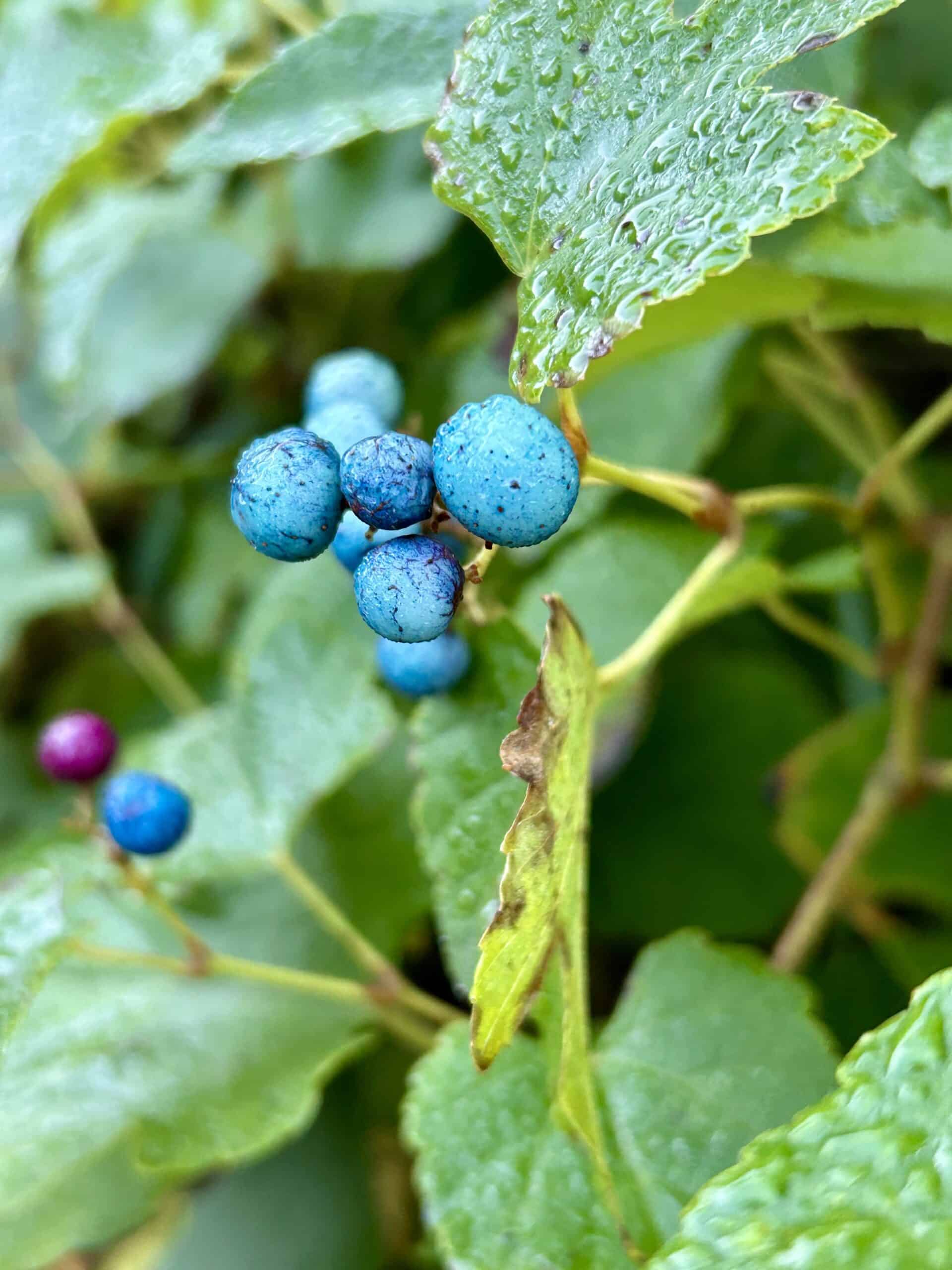 porcelain berries.
