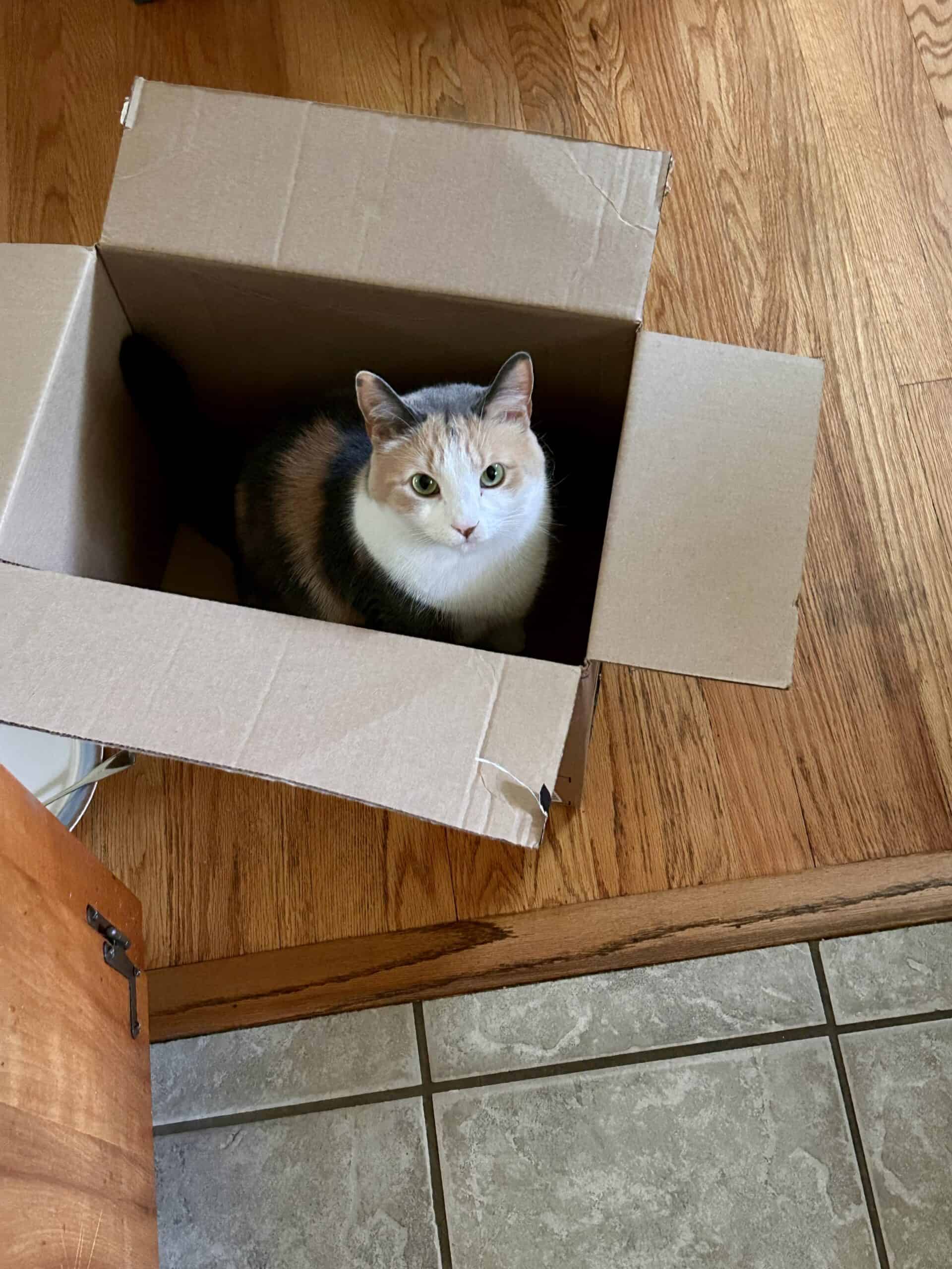 cat in a box.