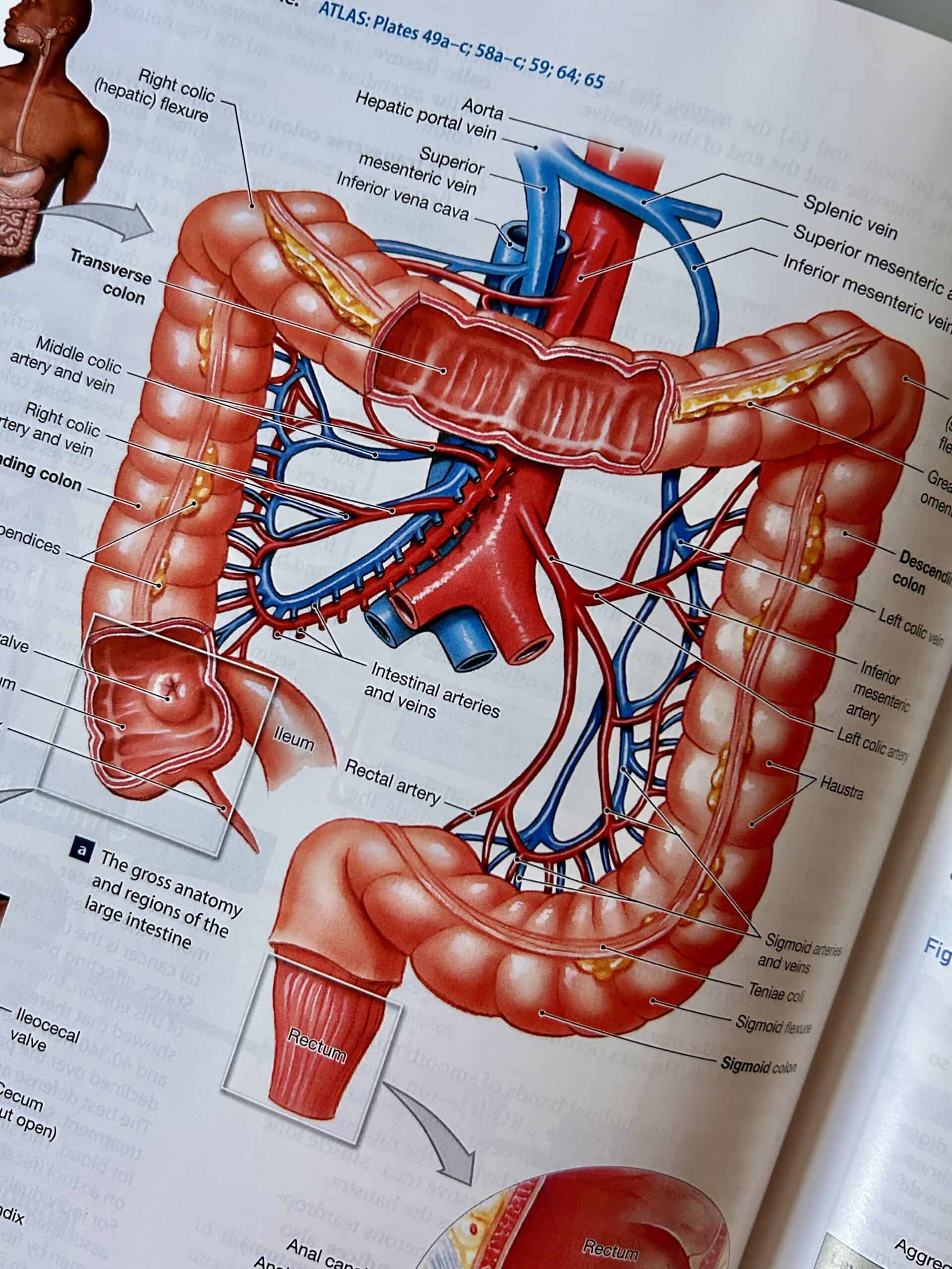 colon diagram.