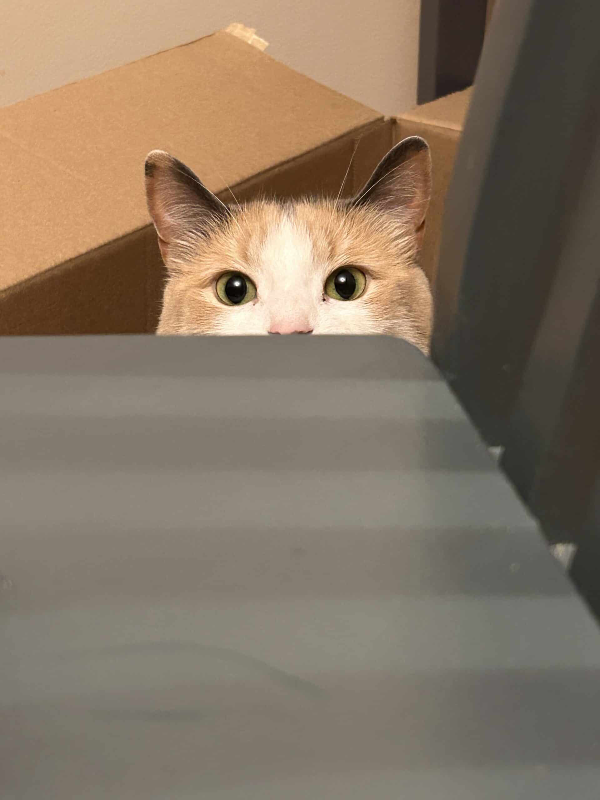 cat peeking over chair.