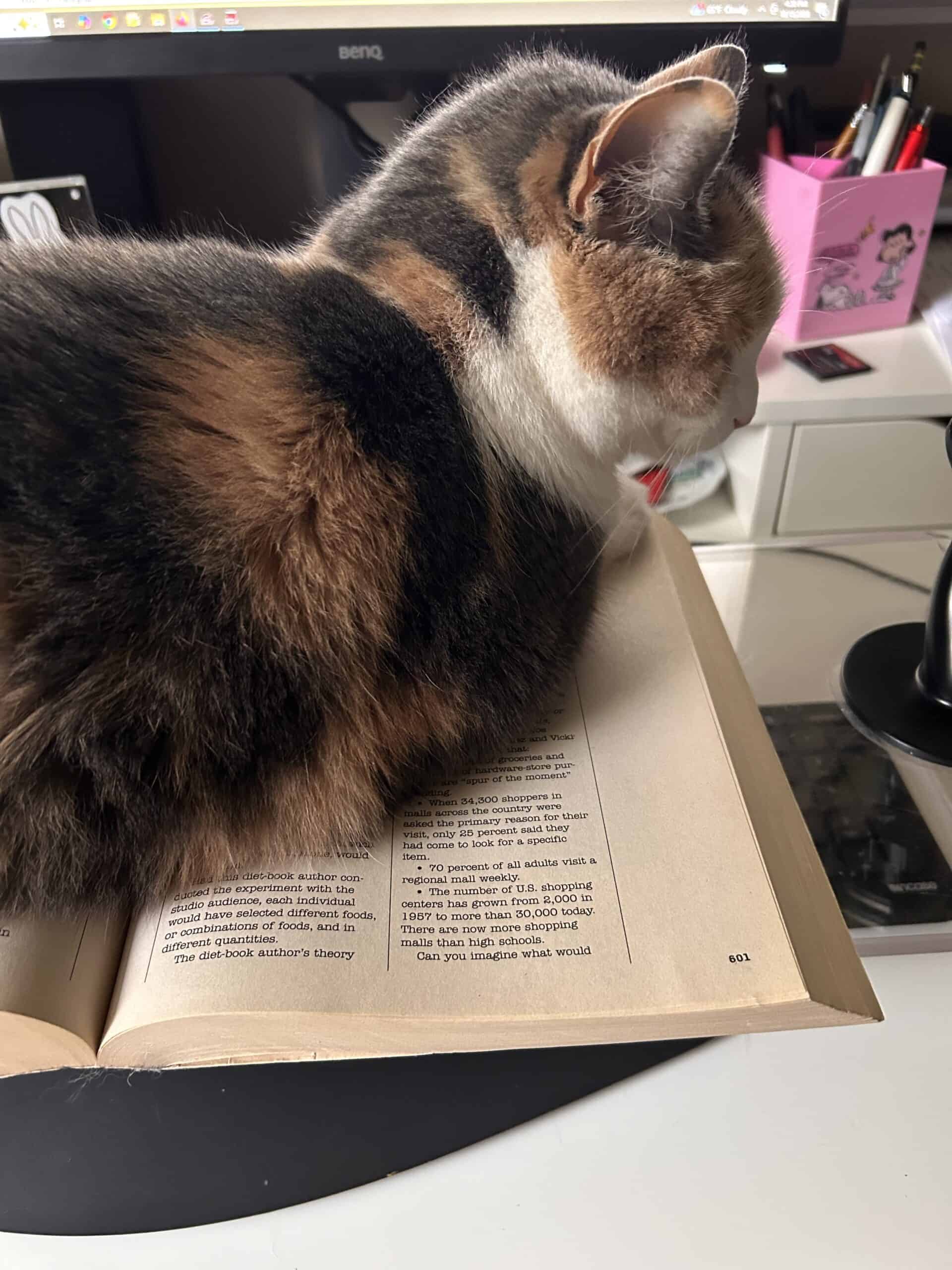 cat sitting on book.