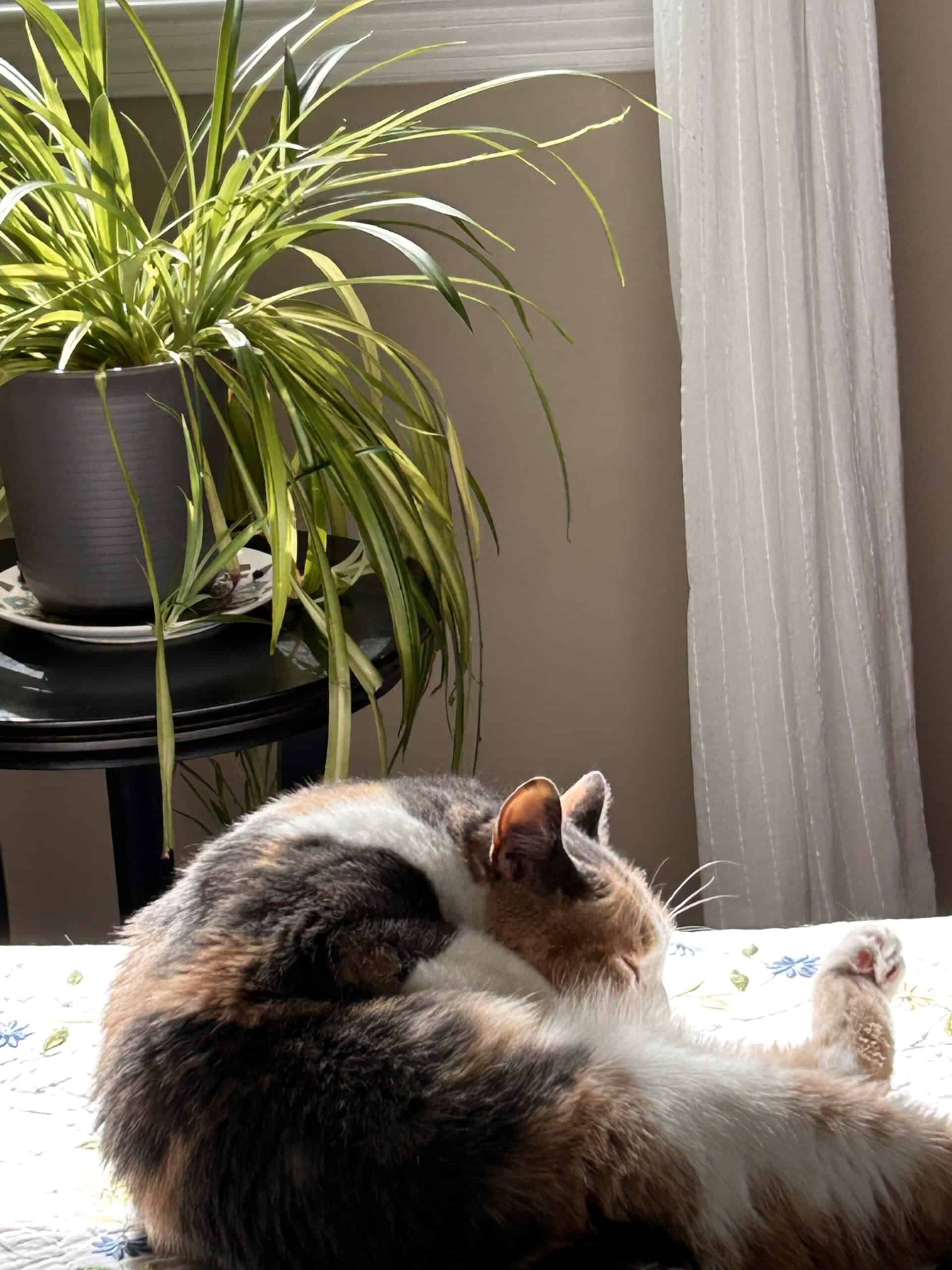 Chiquita.