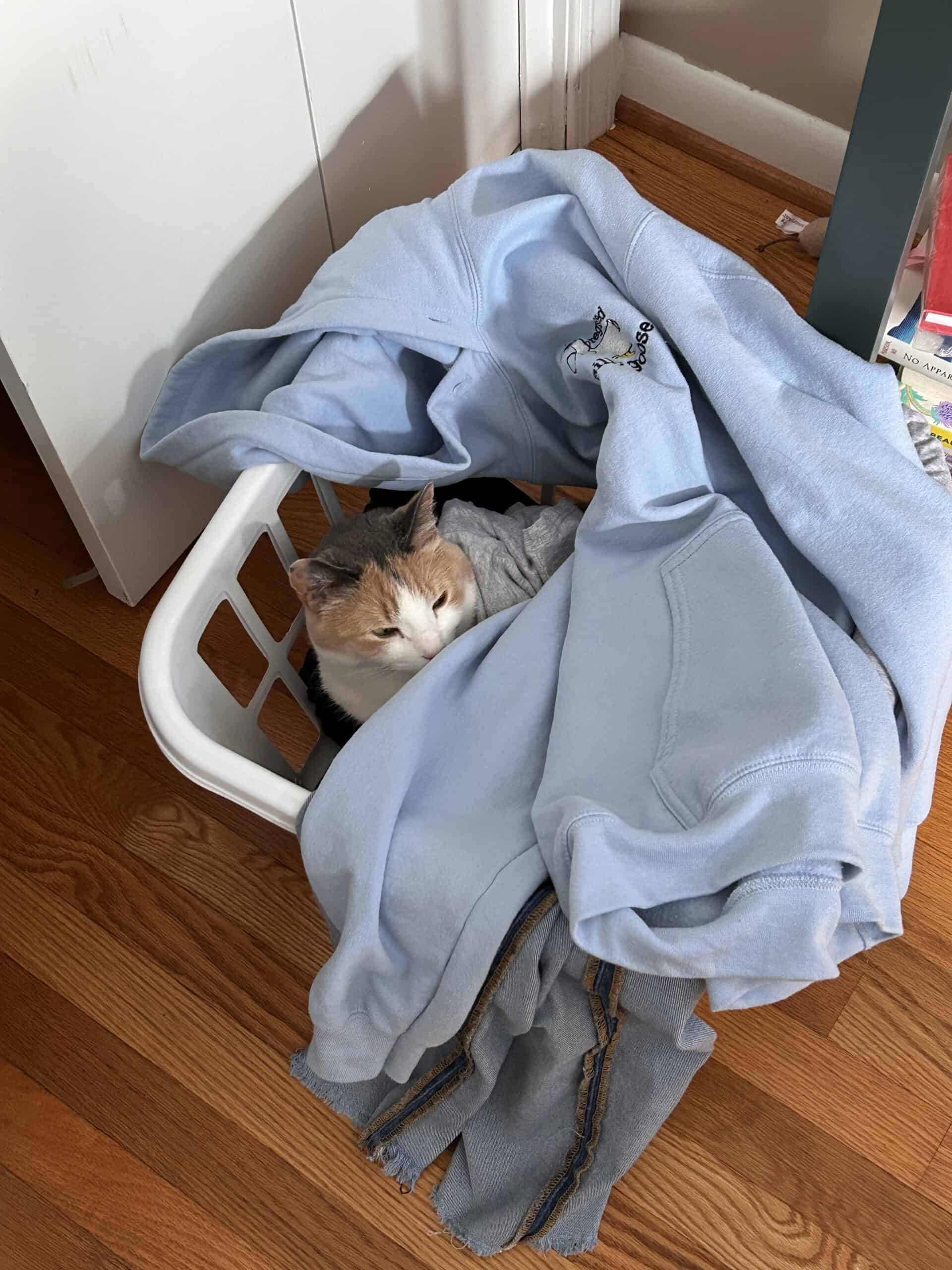 cat in laundry basket.