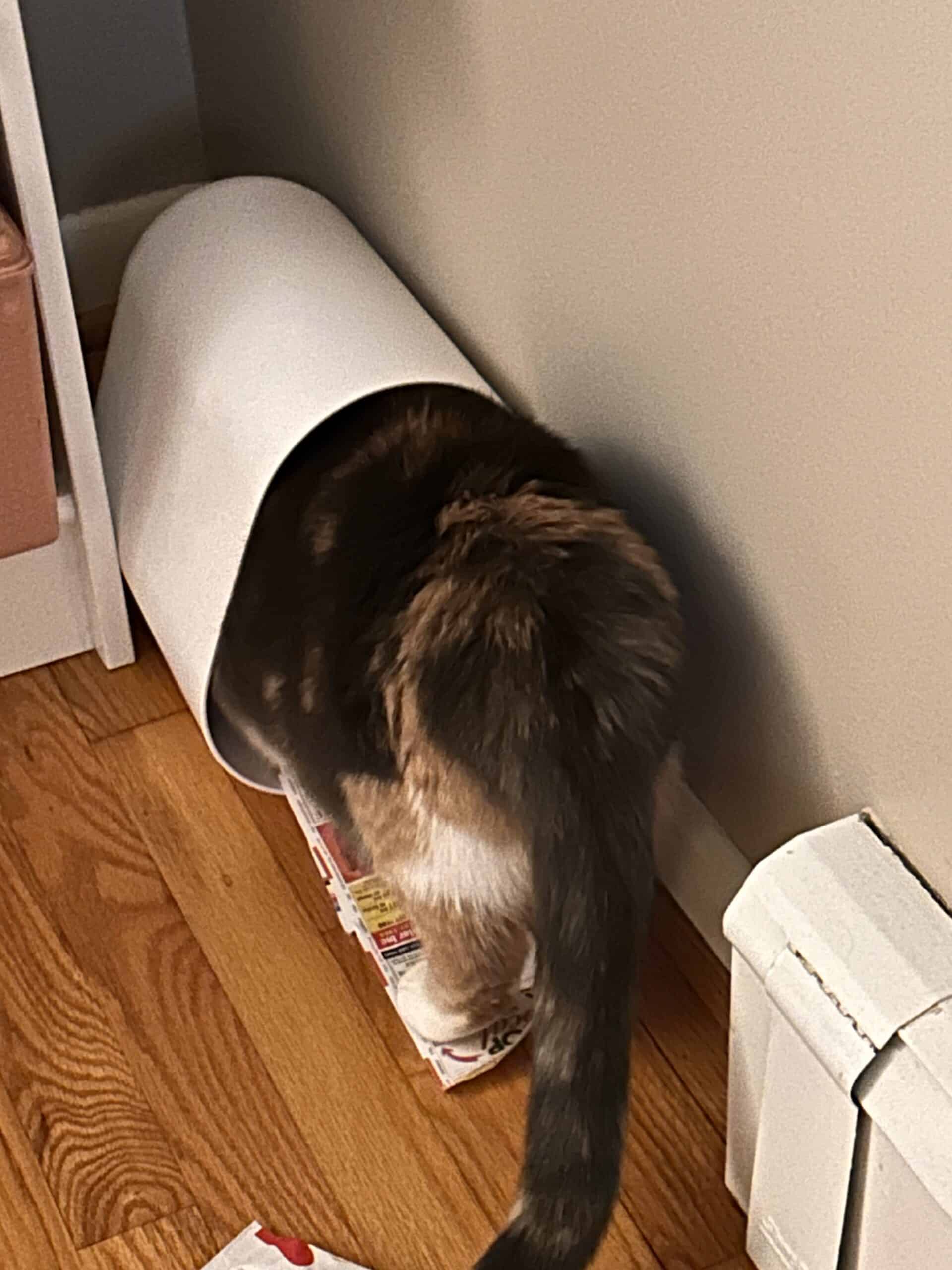 cat in trash can.