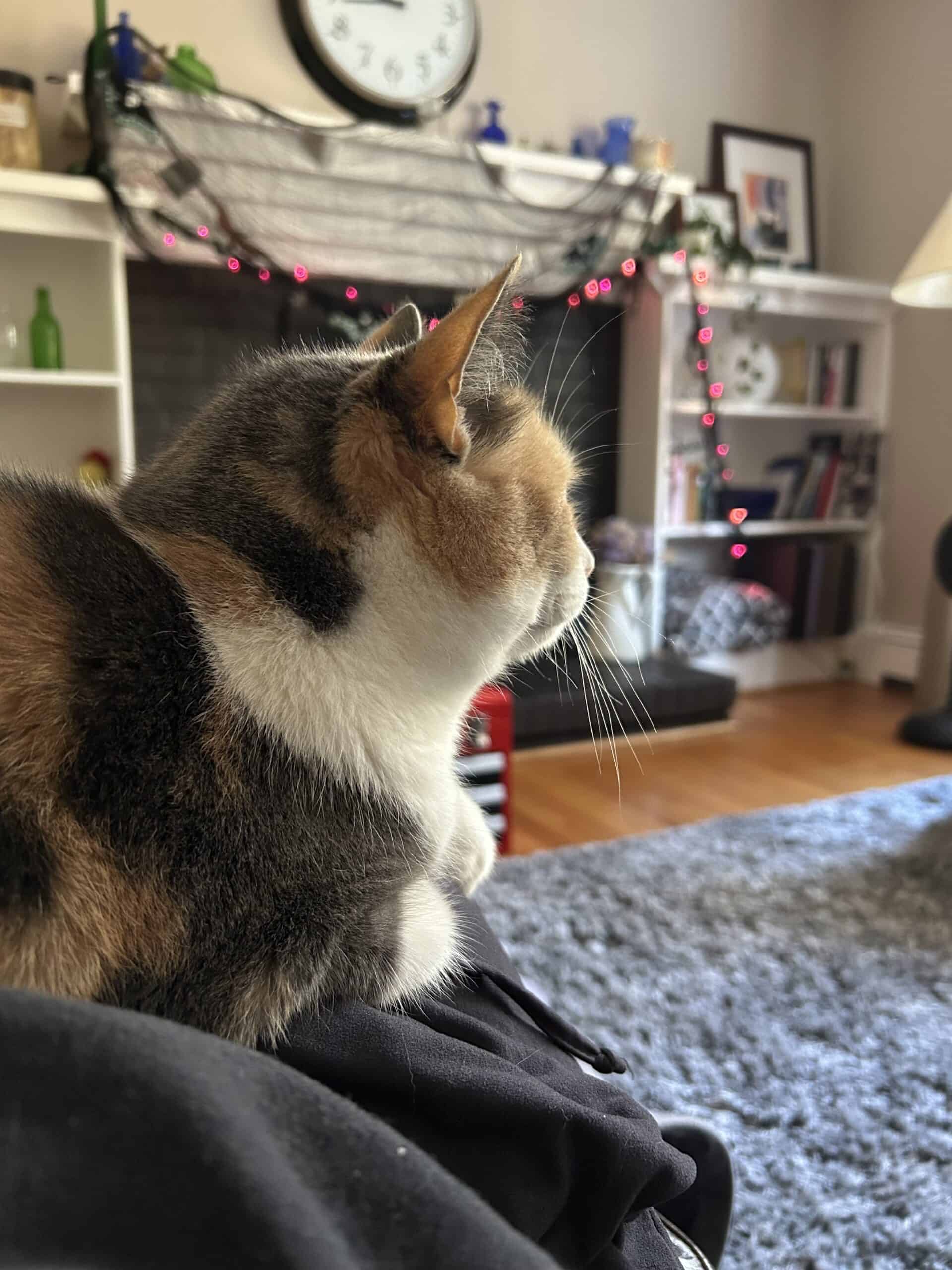 chiquita on the couch.