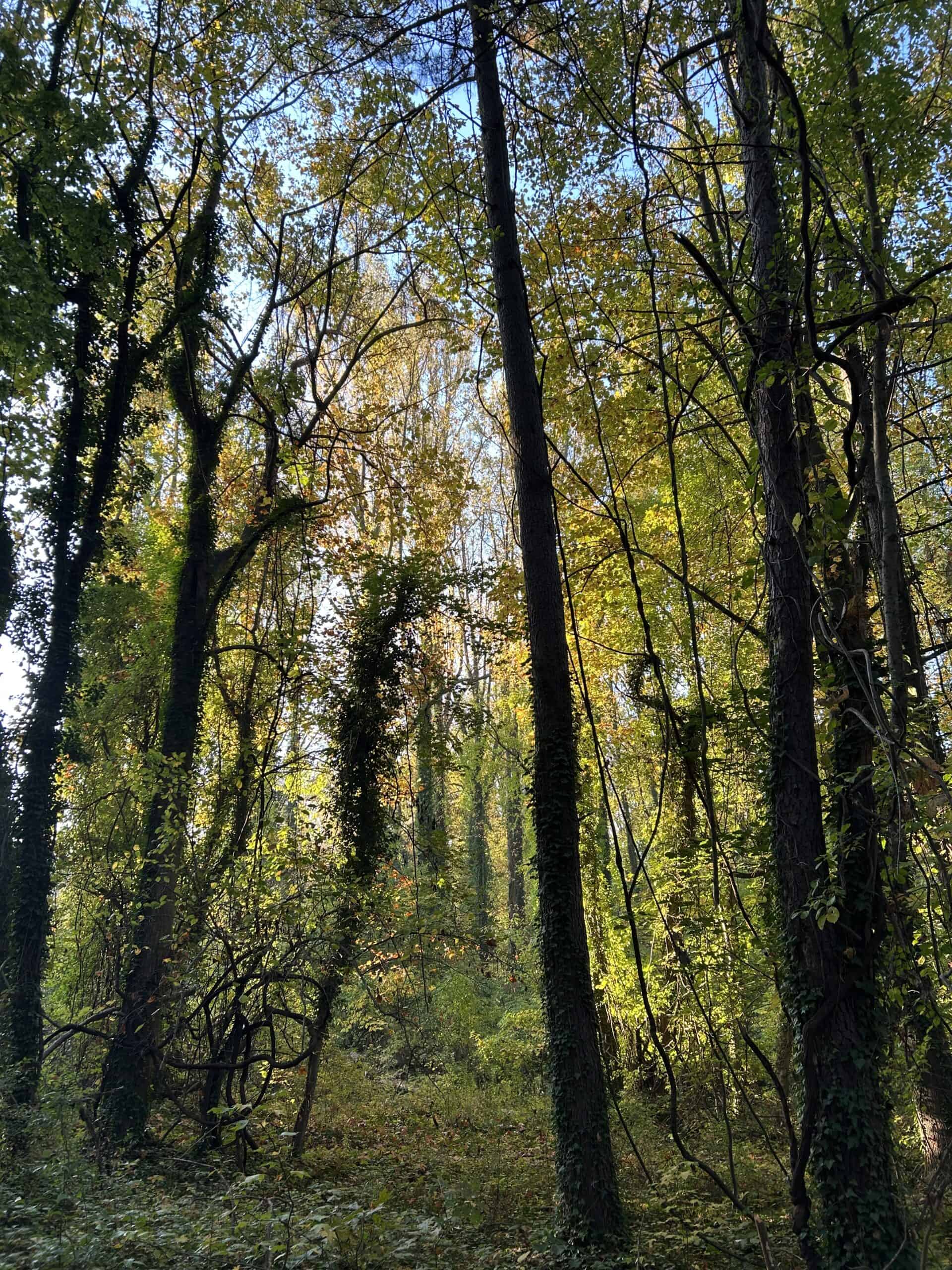 forest in October.
