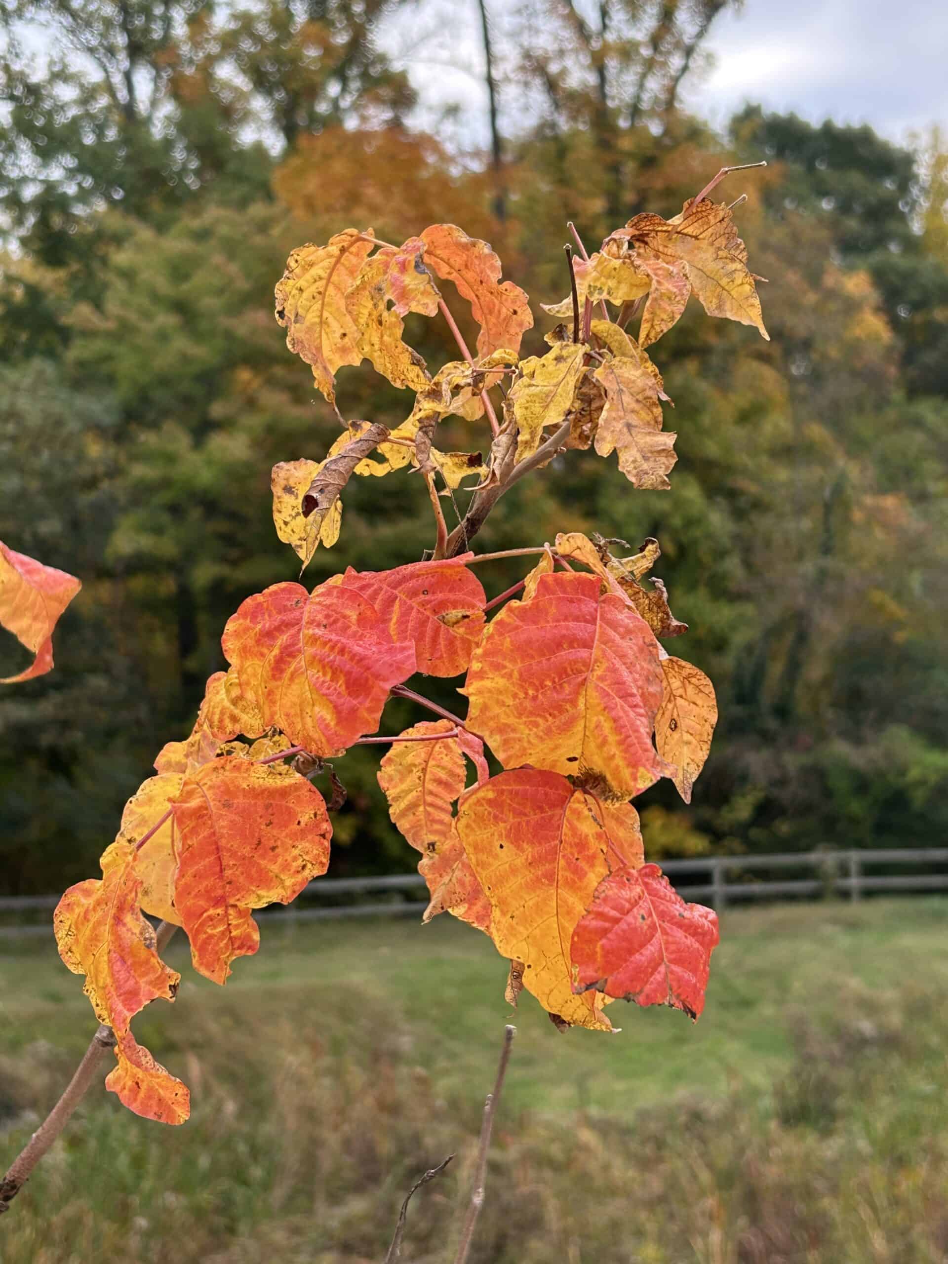 poison ivy in the fall.